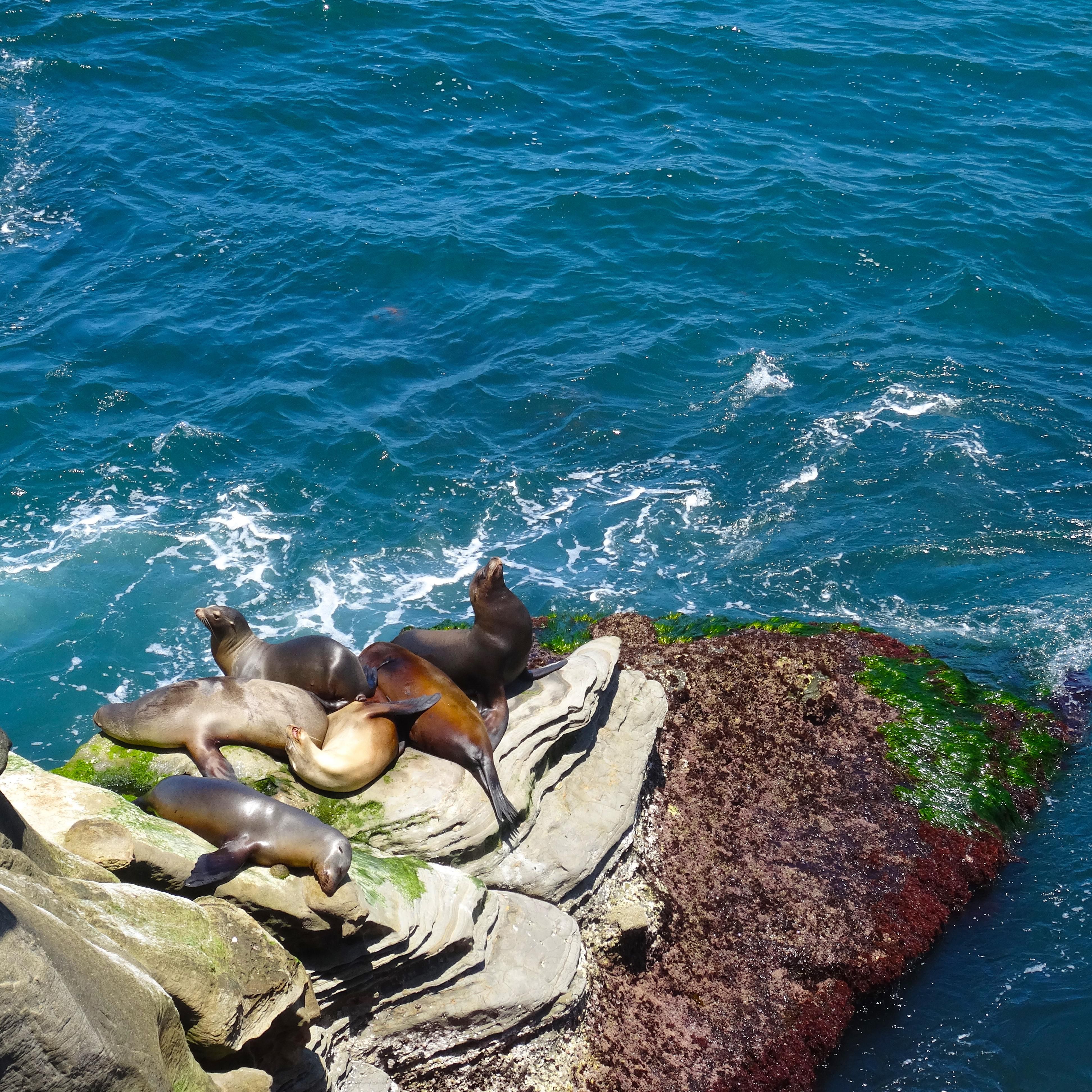 La Jolla Cove has plenty of photogenic seals near Crowne Plaza