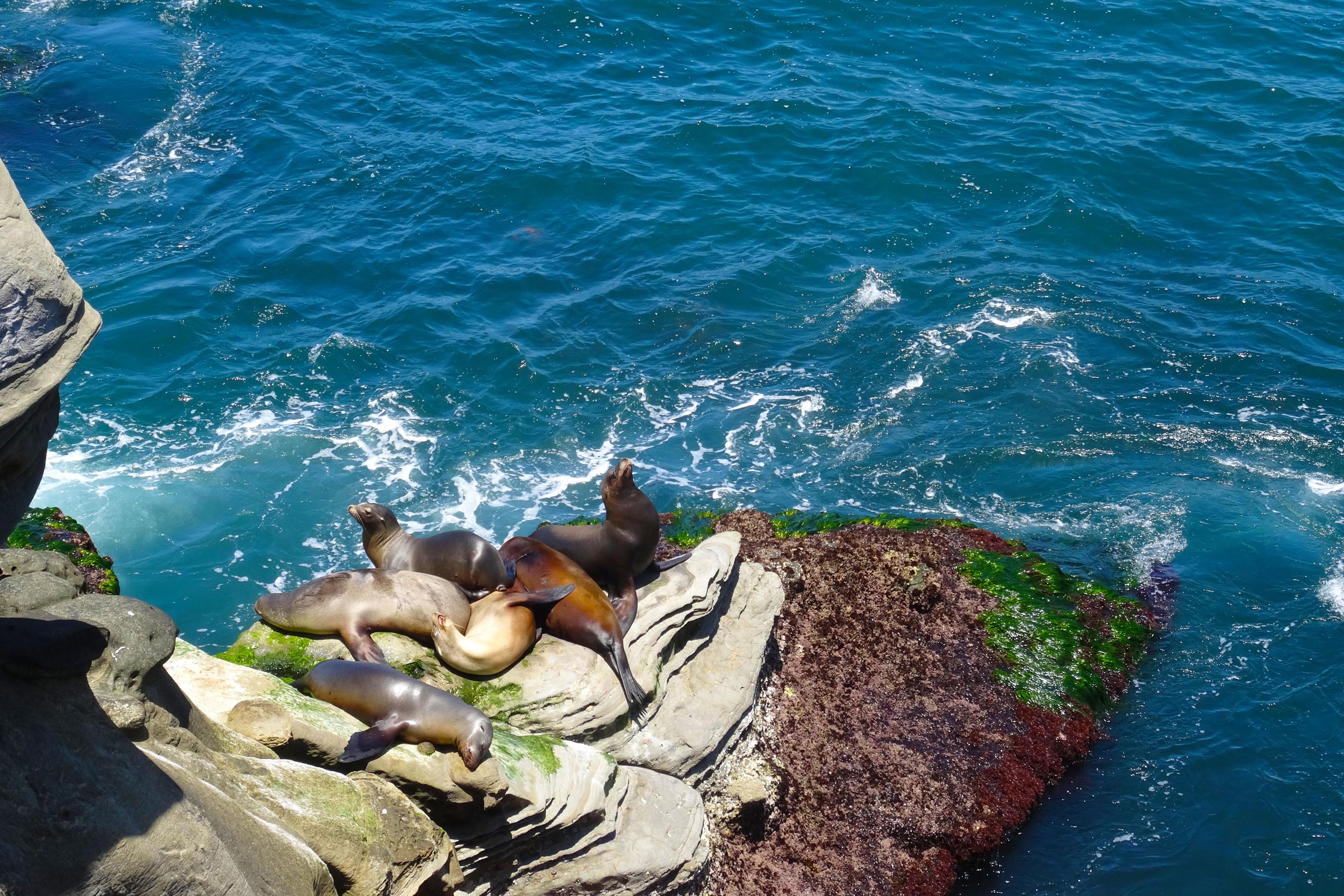 La Jolla Cove has plenty of photogenic seals near Crowne Plaza