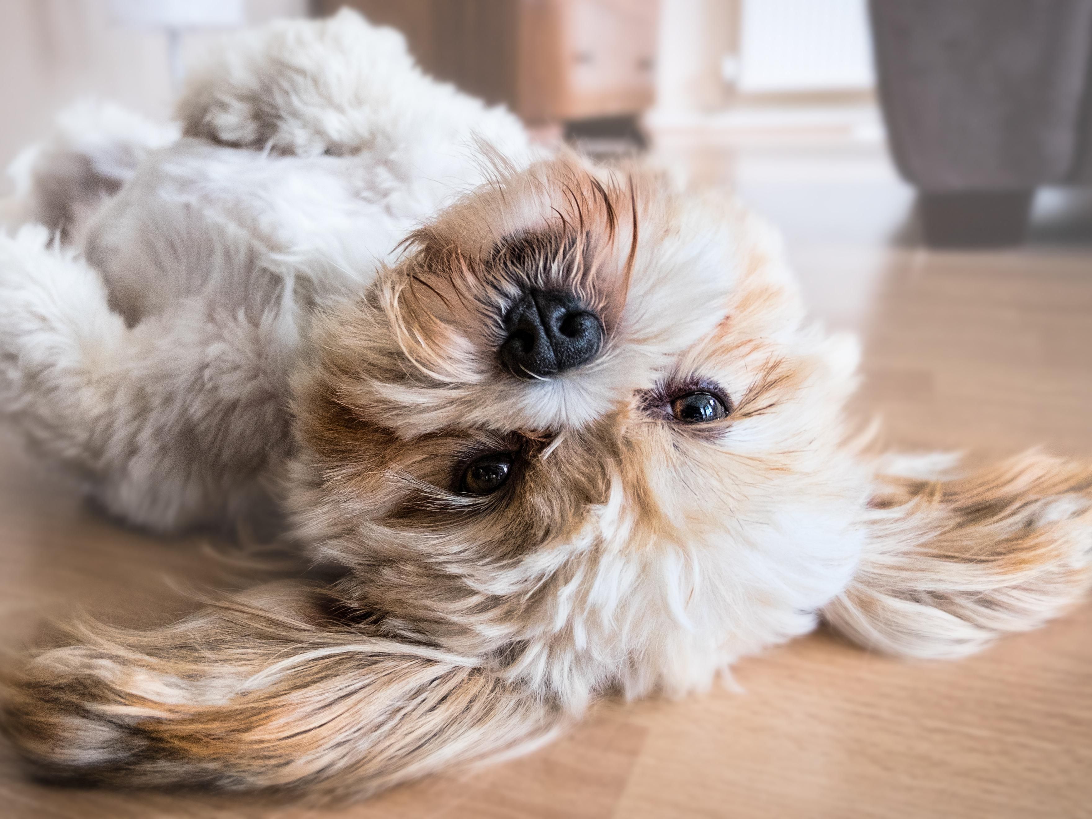 We welcome your four-legged friends, after all, they’re family too! With pet walking areas around the hotel, water bowls and treats aplenty, your furry best friend won’t want to leave.  We’re pleased to host up to two pets up to 50 pounds each. A $45 non-refundable fee applies. 