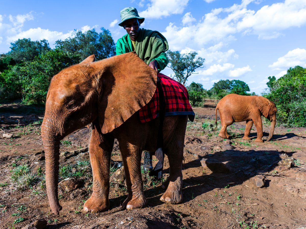 david-sheldrick-wildlife-trust