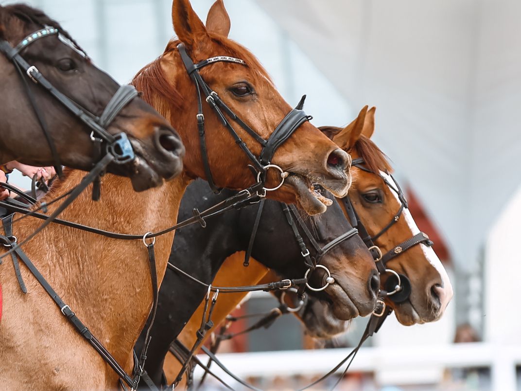 Equestrian event