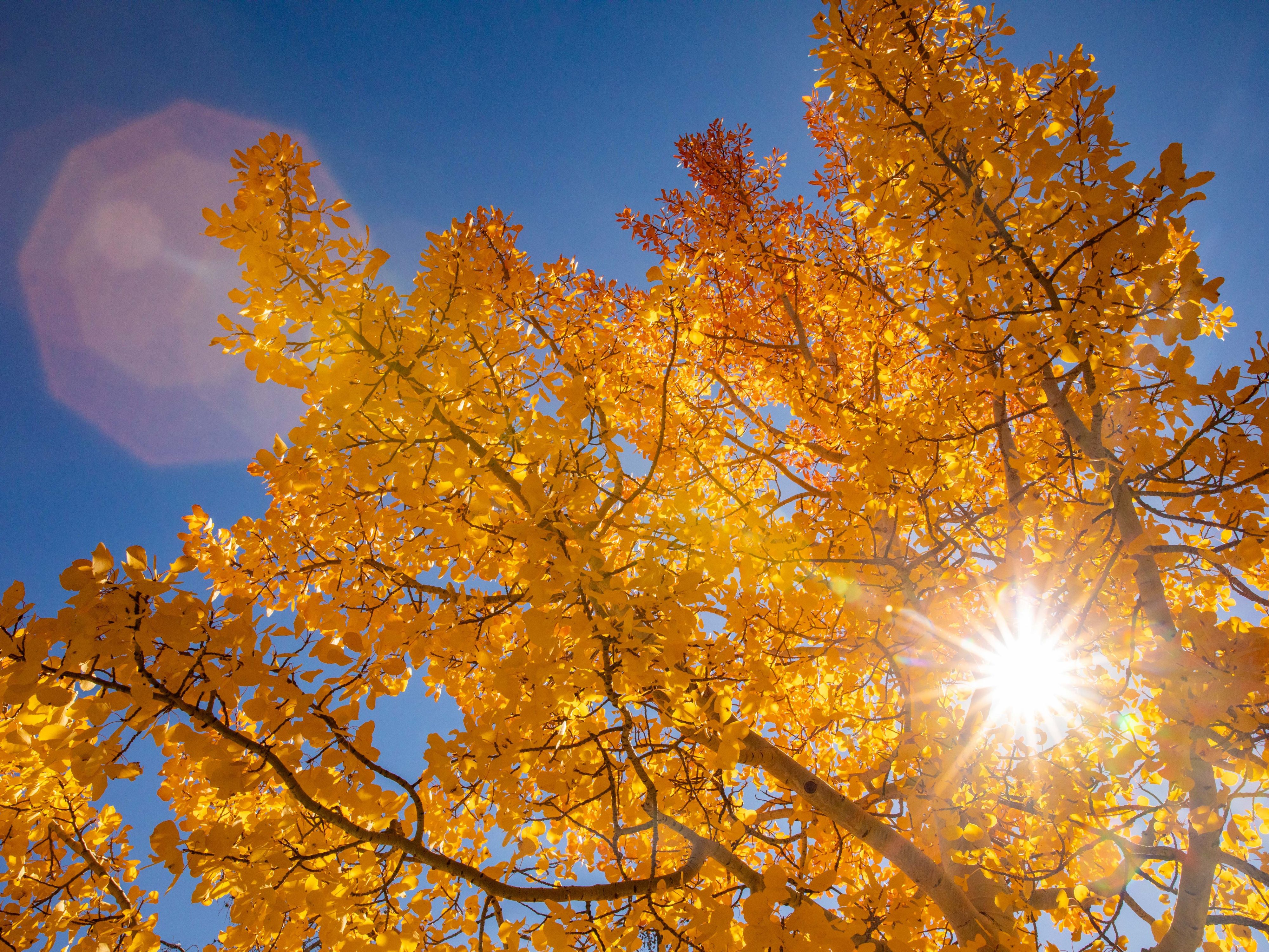 Sun coming through the leaves