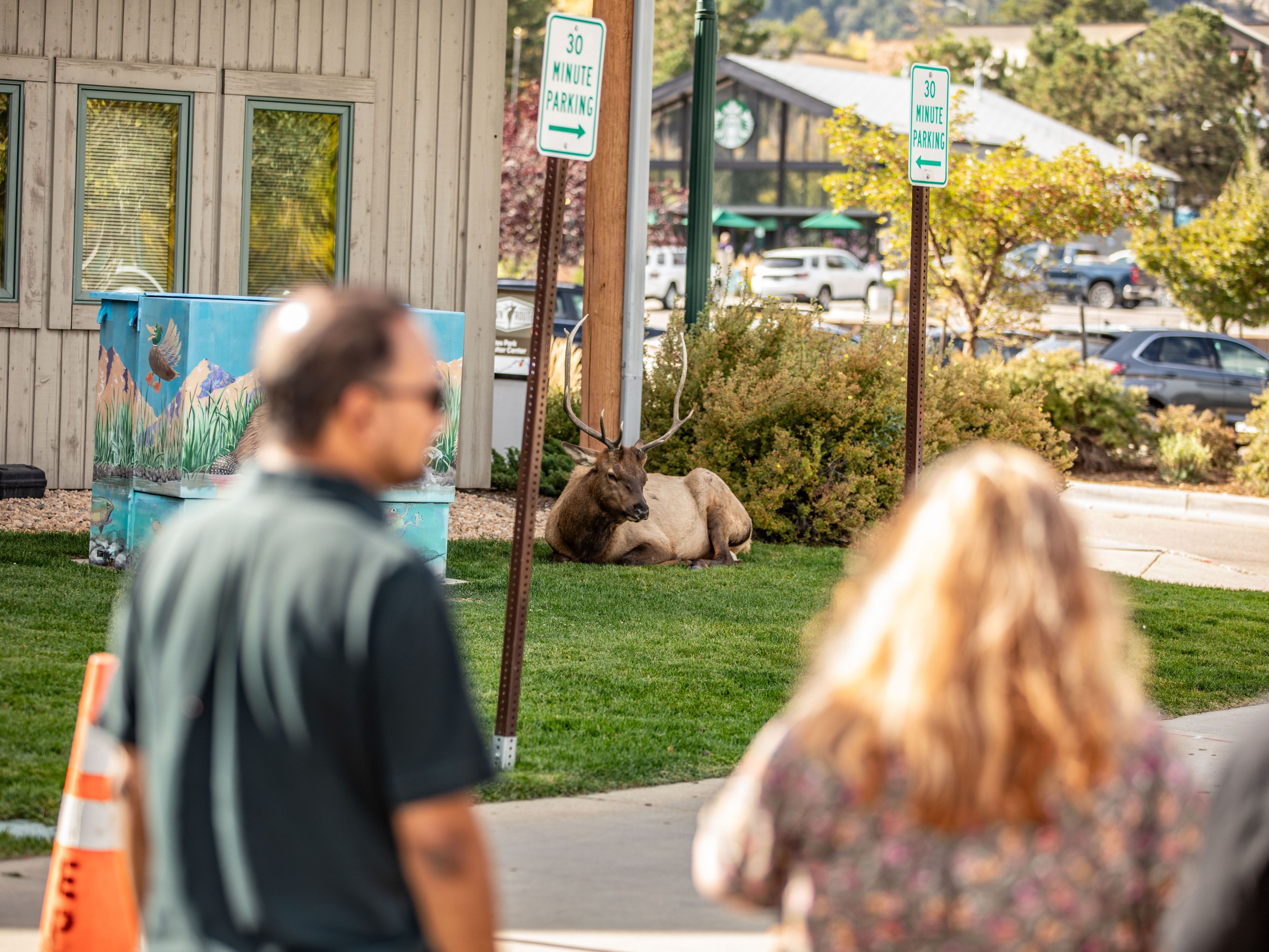 Sighting an elk 