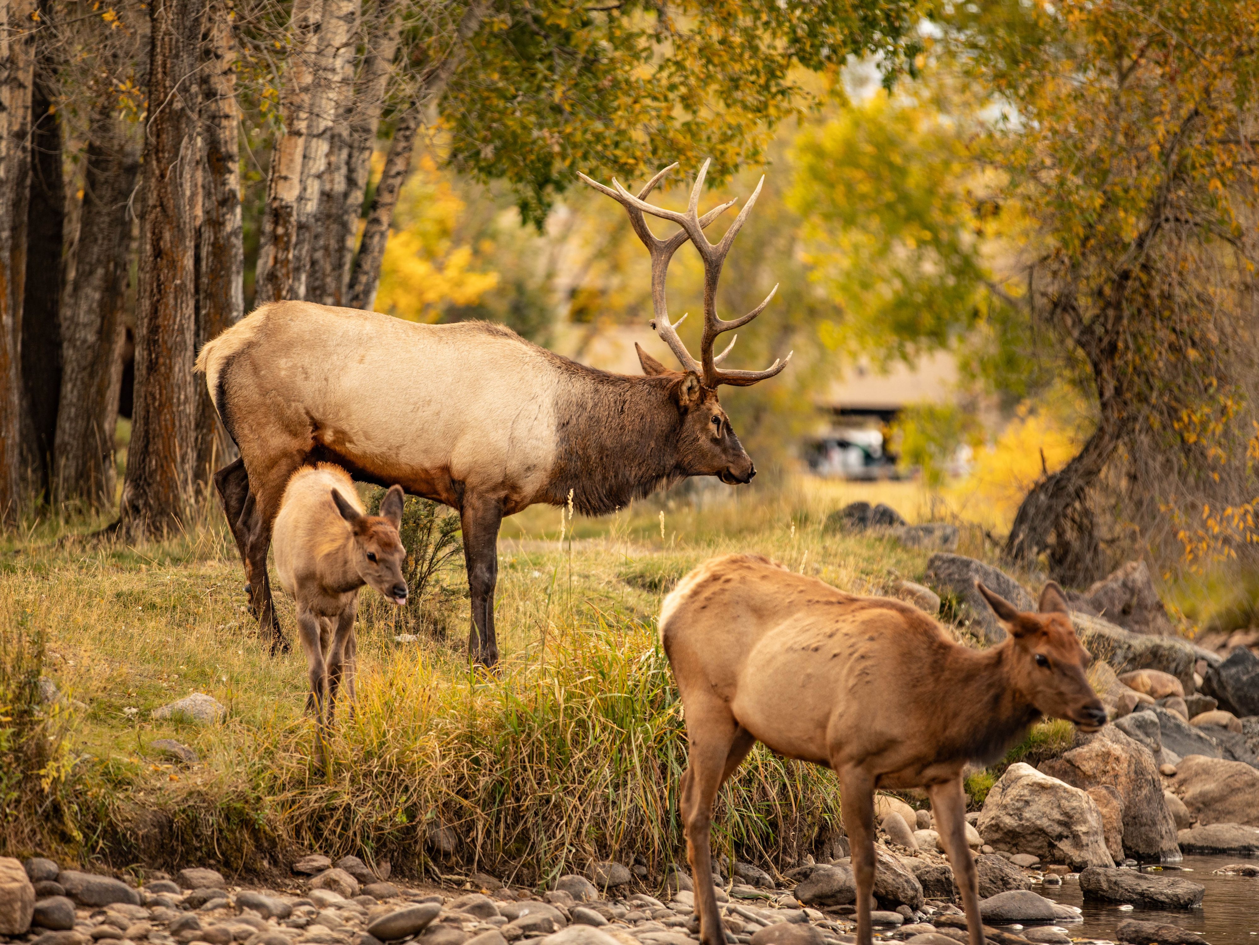 Elk family walking in the forest