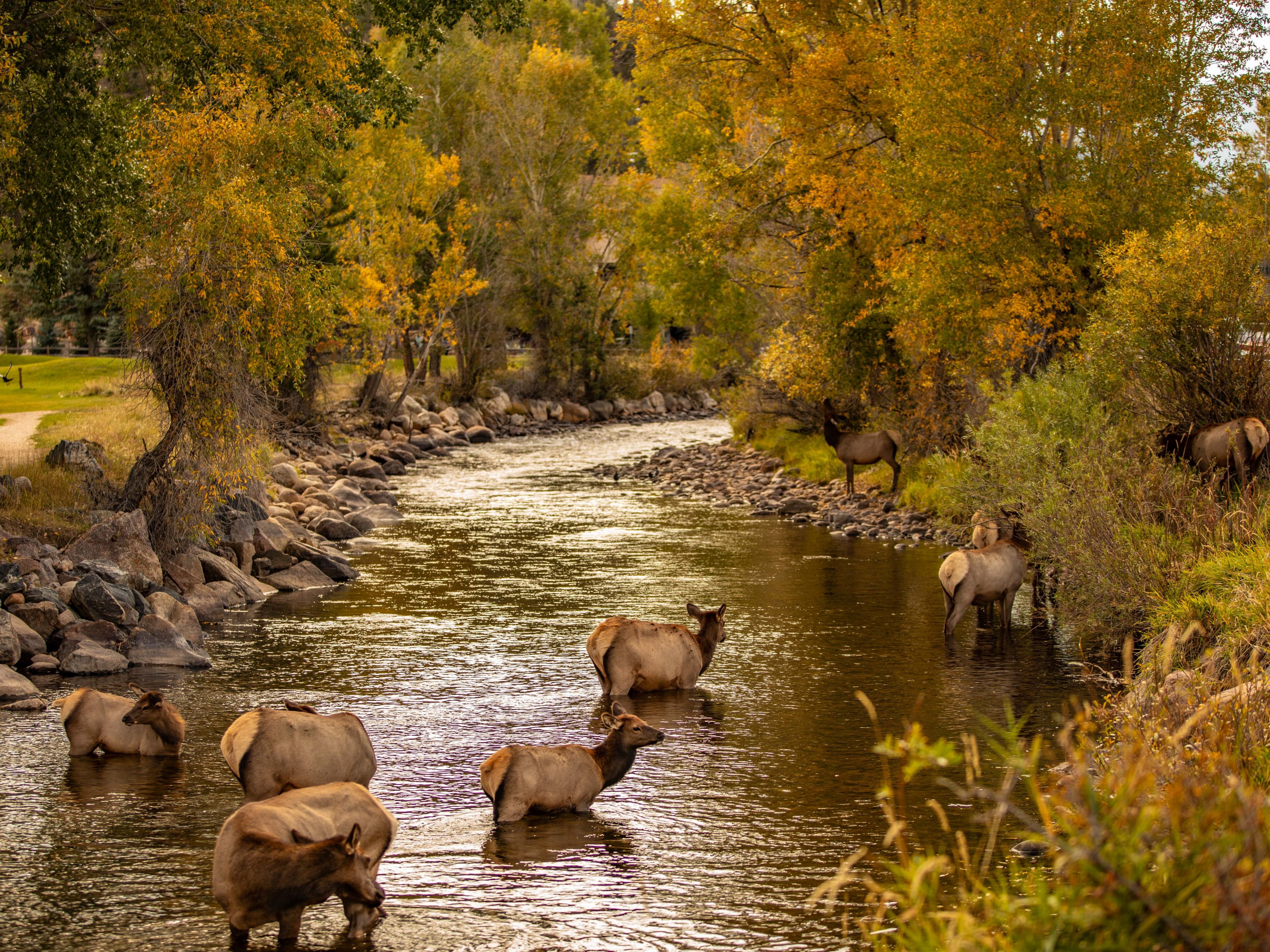 Elk crossing through the river
