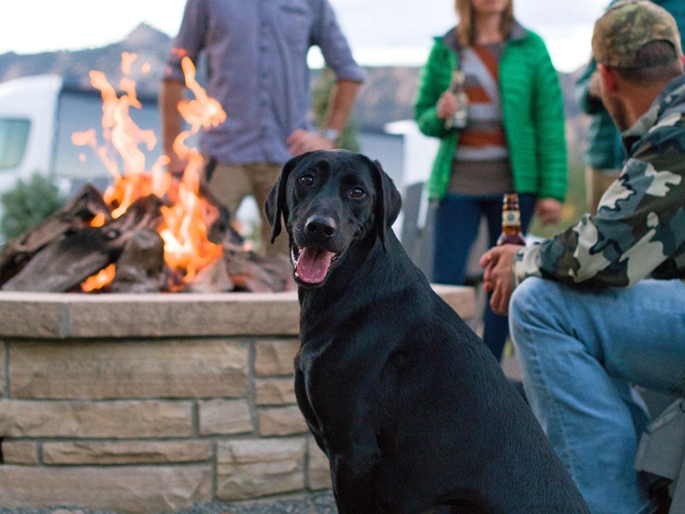Black lab in front of fire pit