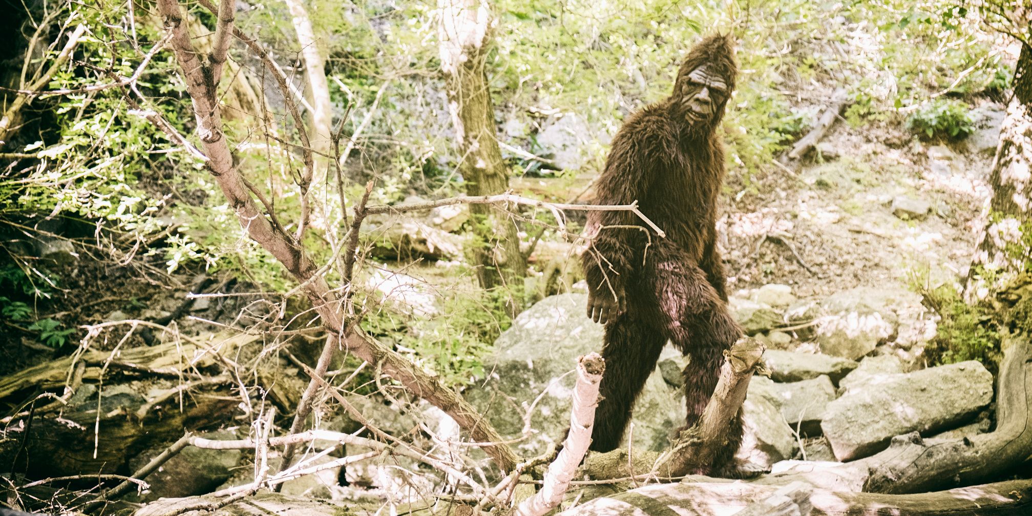 Bigfoot in forest