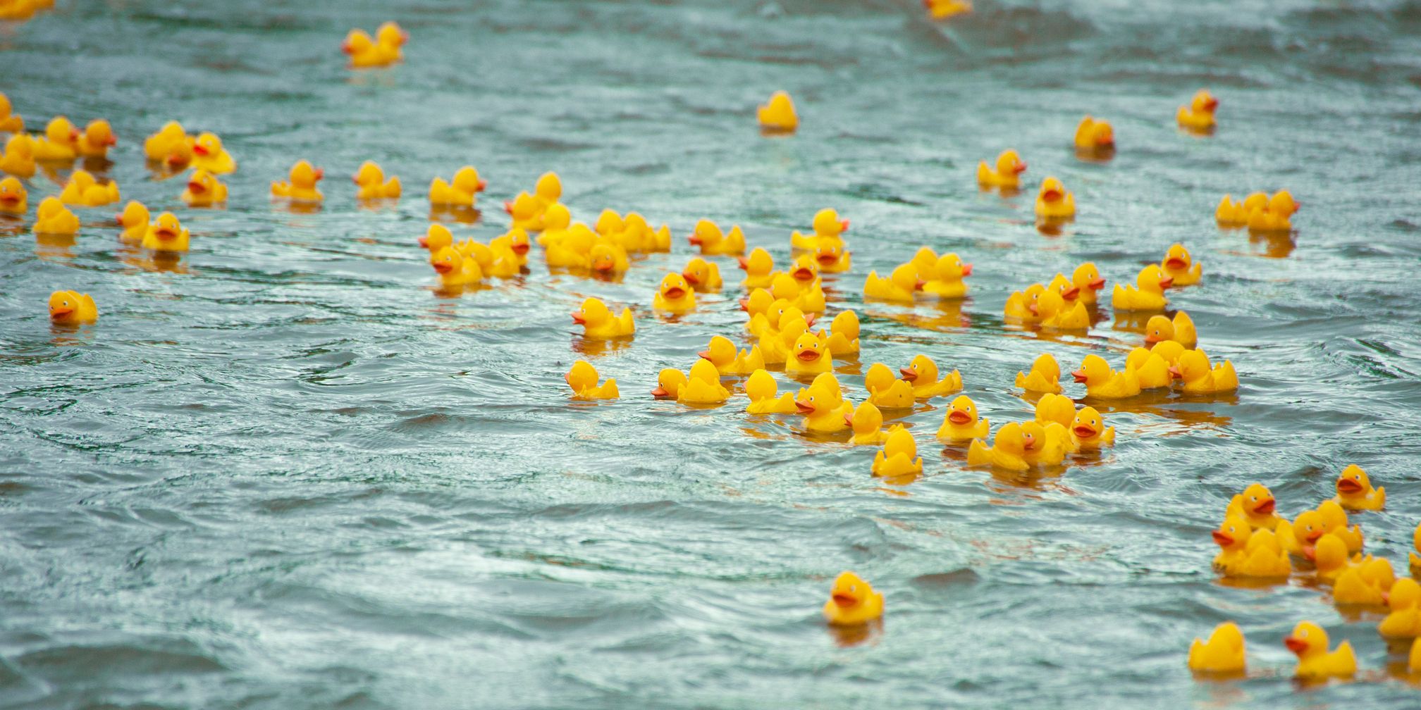 Rubber duck race
