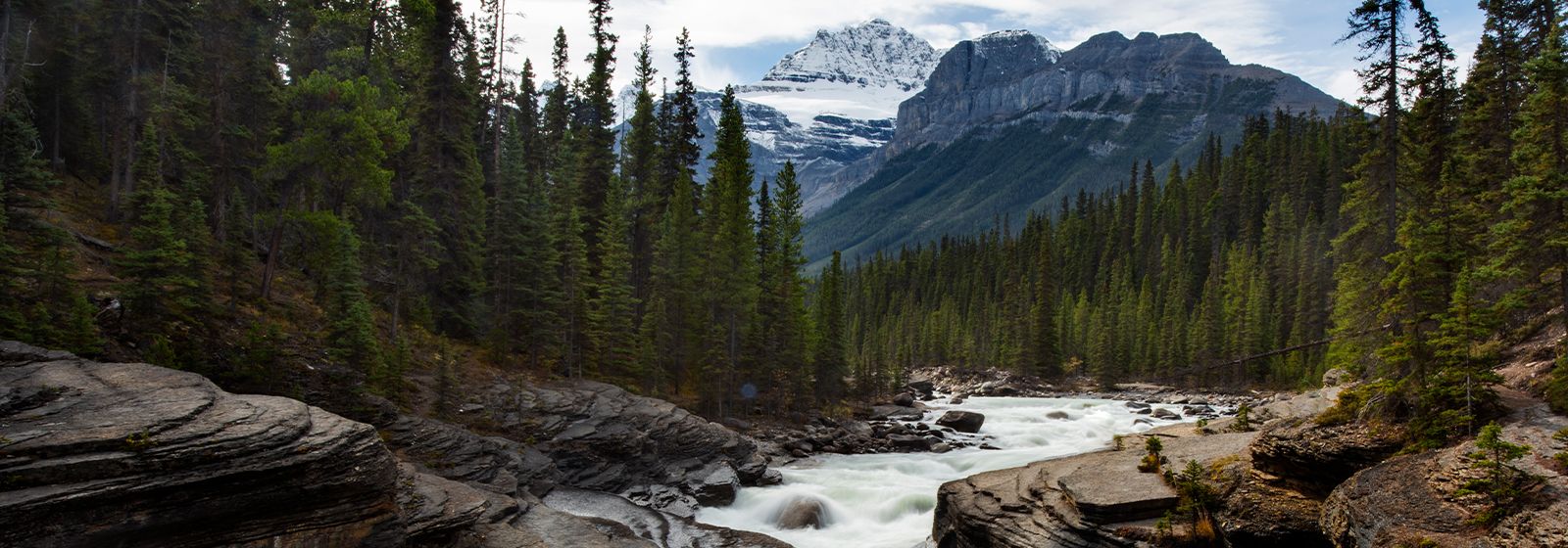 Winding river through tall pines with mountains in the distance