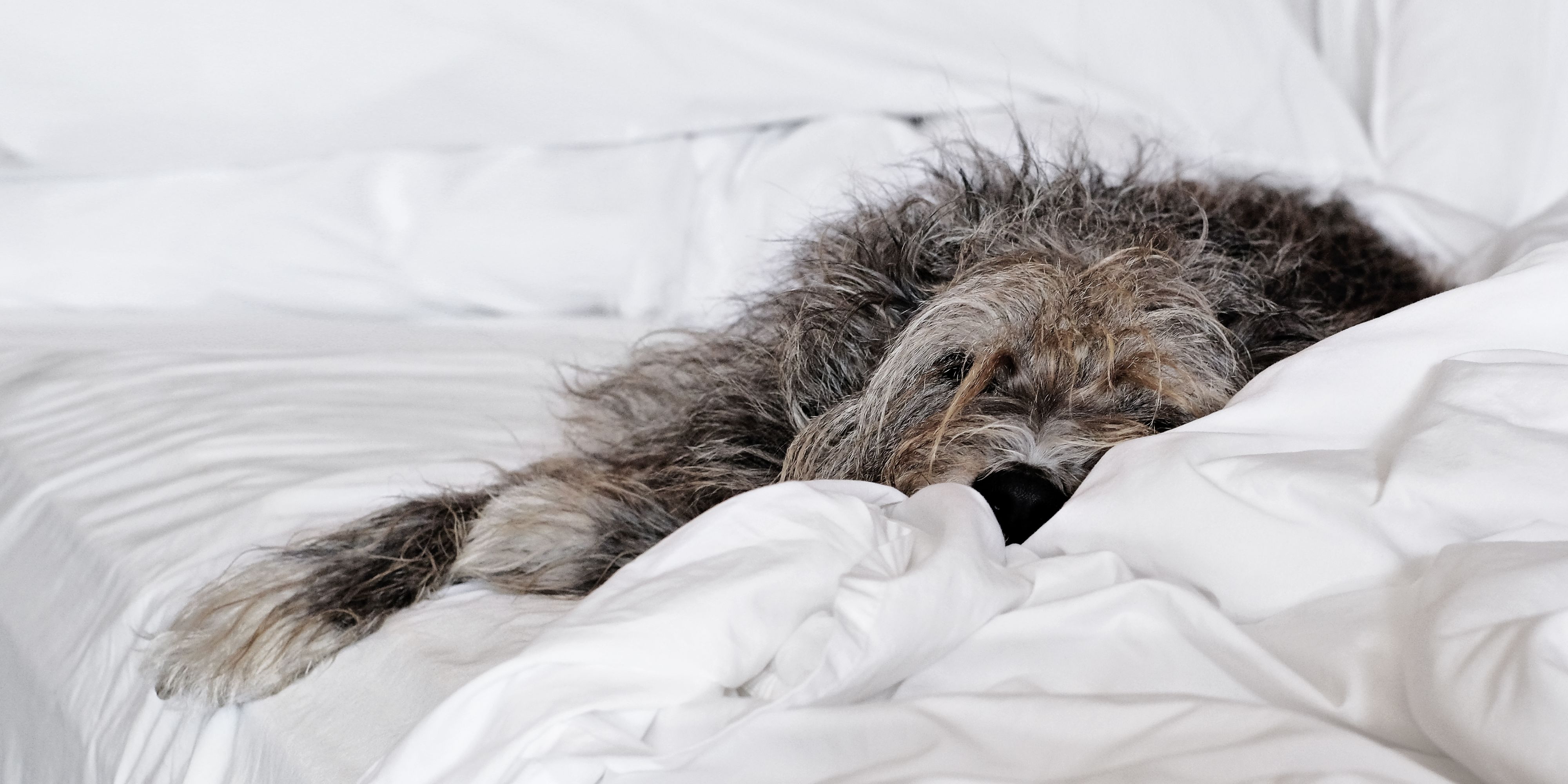 Dog sleeping on guest room bed.