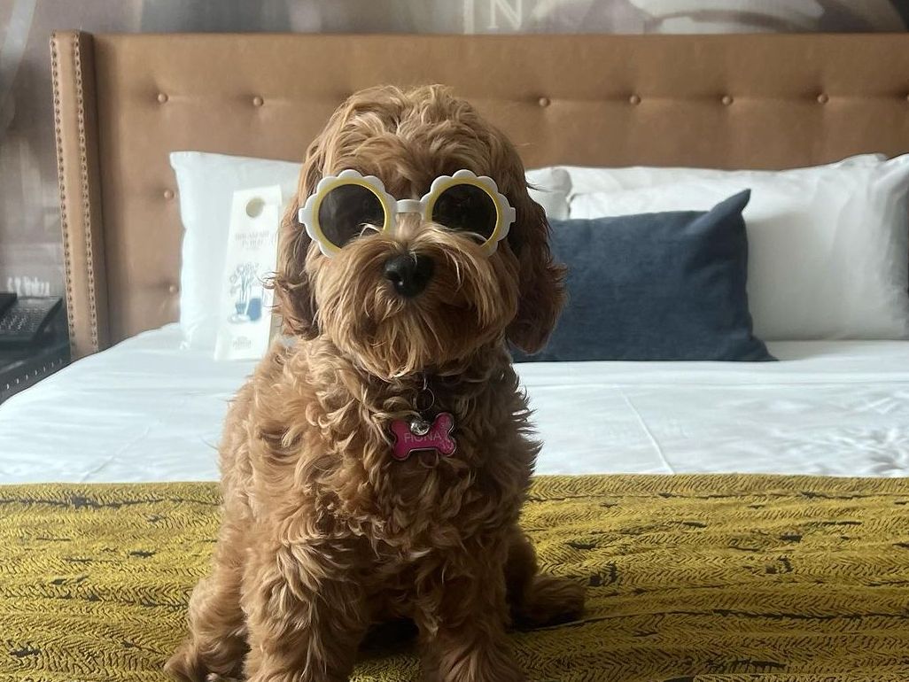 Dog with sunglasses on the bed