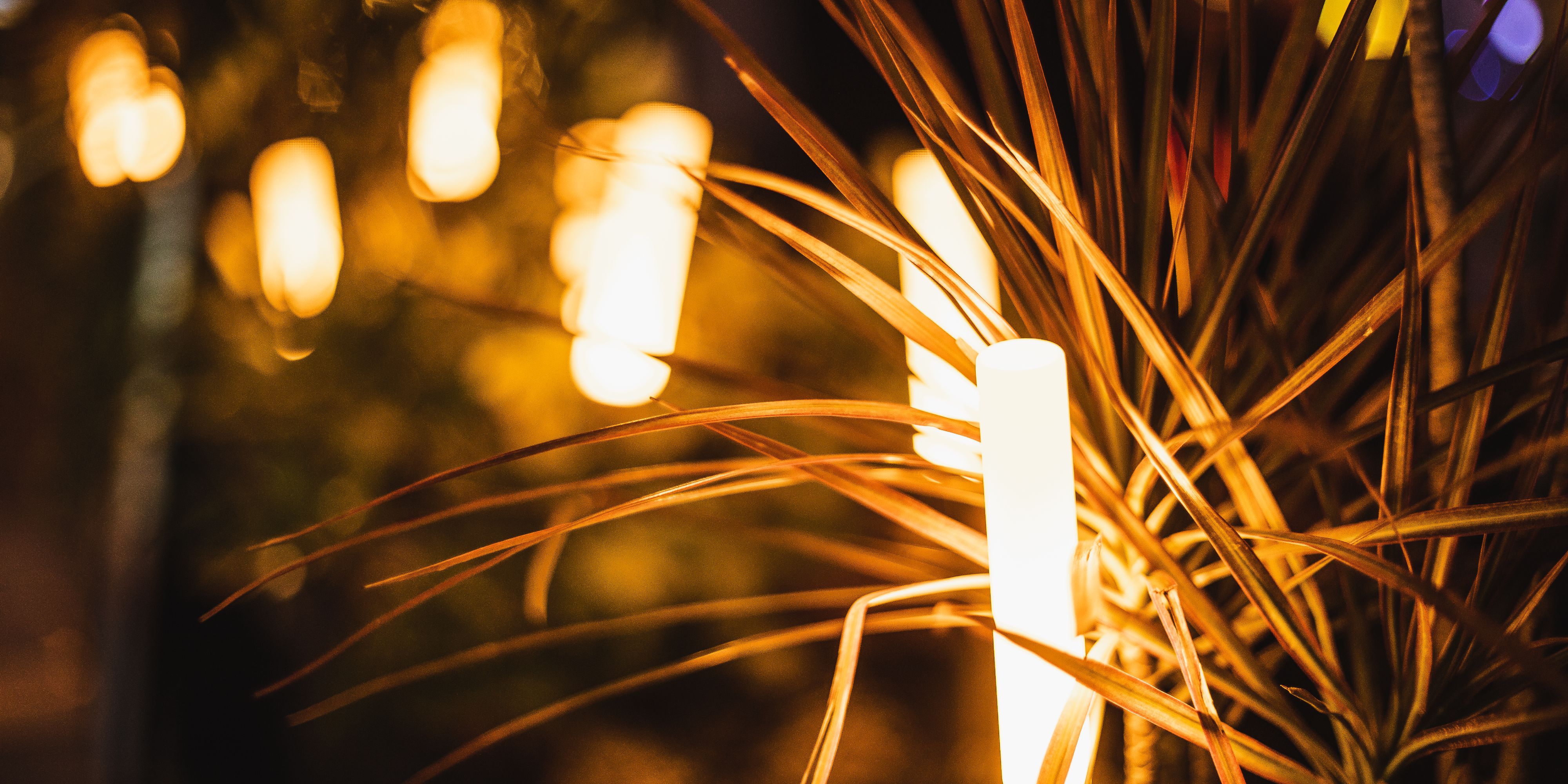 Warm lights glow among tropical foliage at night.