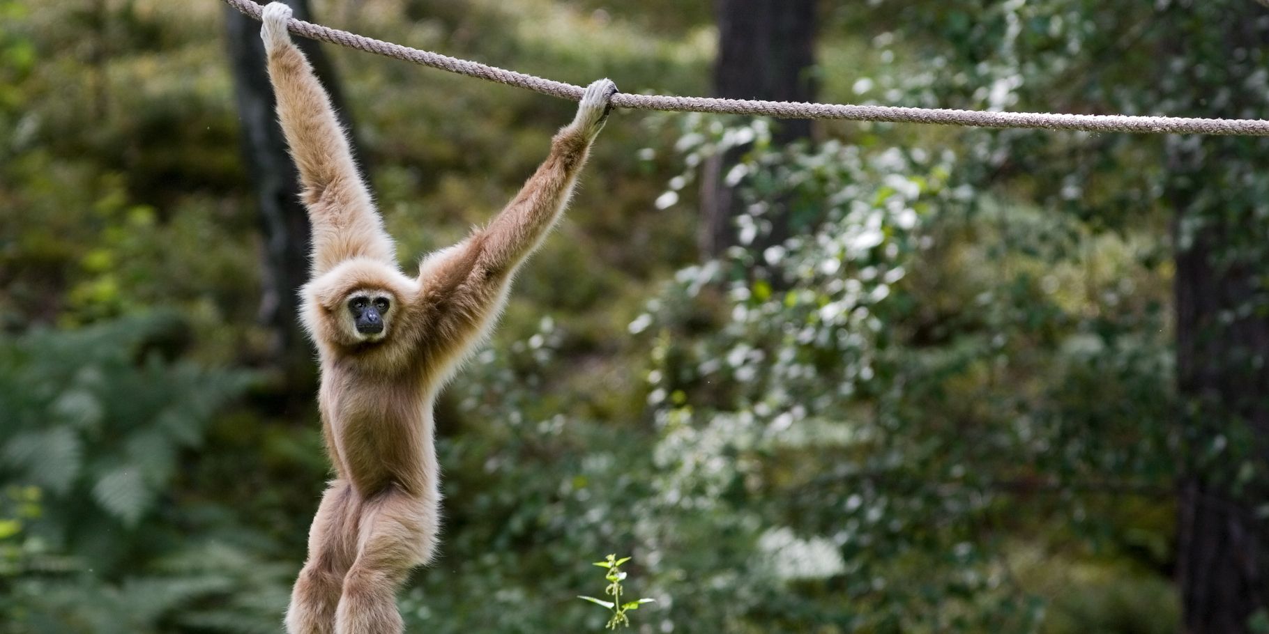 Monkey swinging on rope