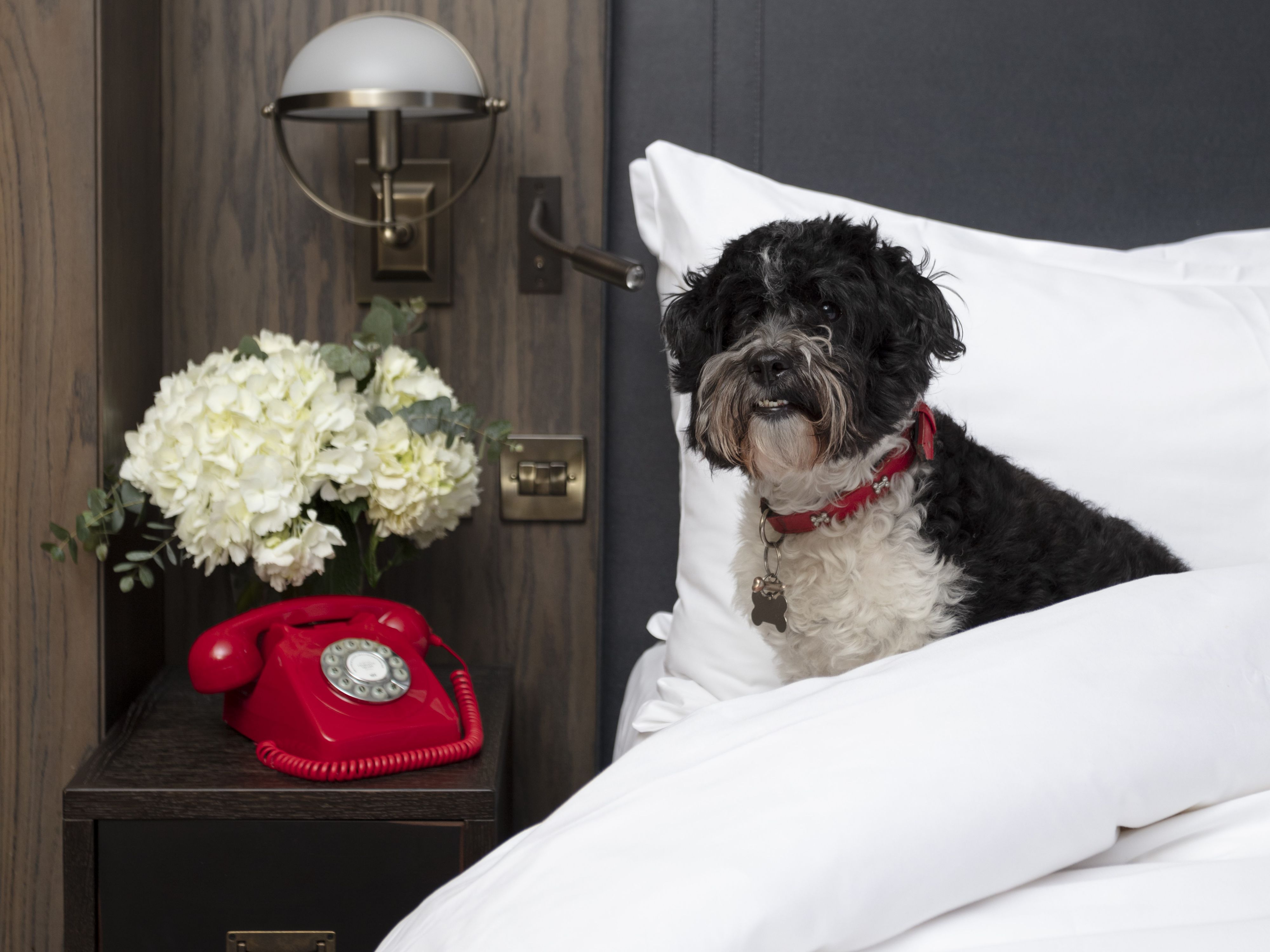 A cute dog sitting on a bed
