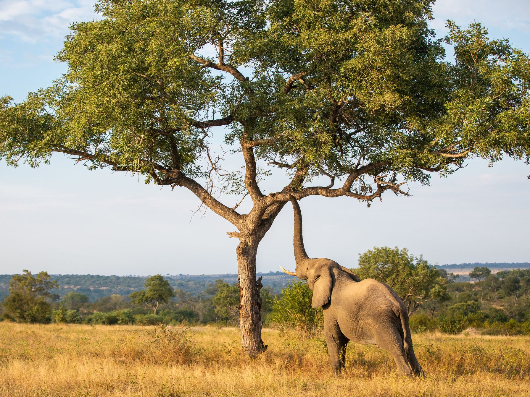 Baby elephant reaching to eat leaves
