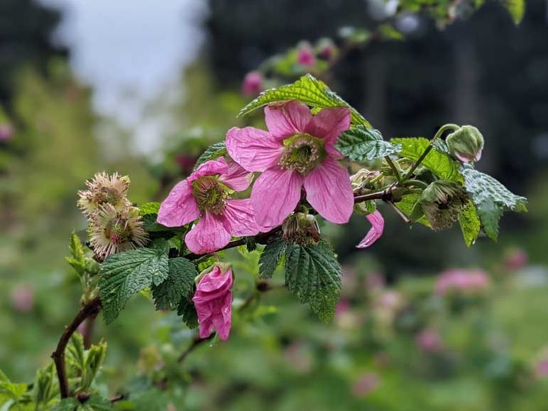 Hotel Indigo Vancouver Dwtn Portland Area Neighborhood Details