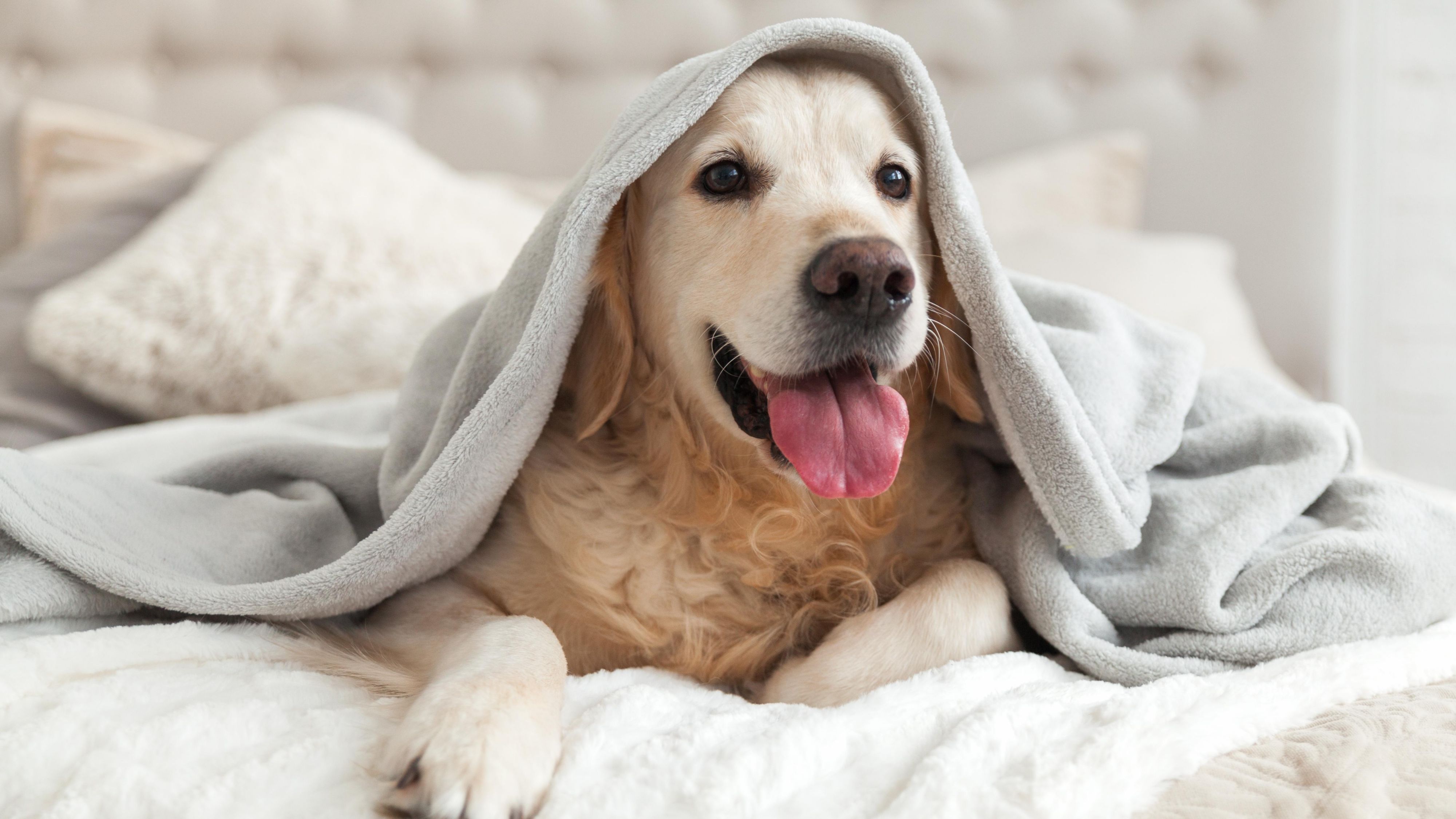 Dog under a blanket on a bed