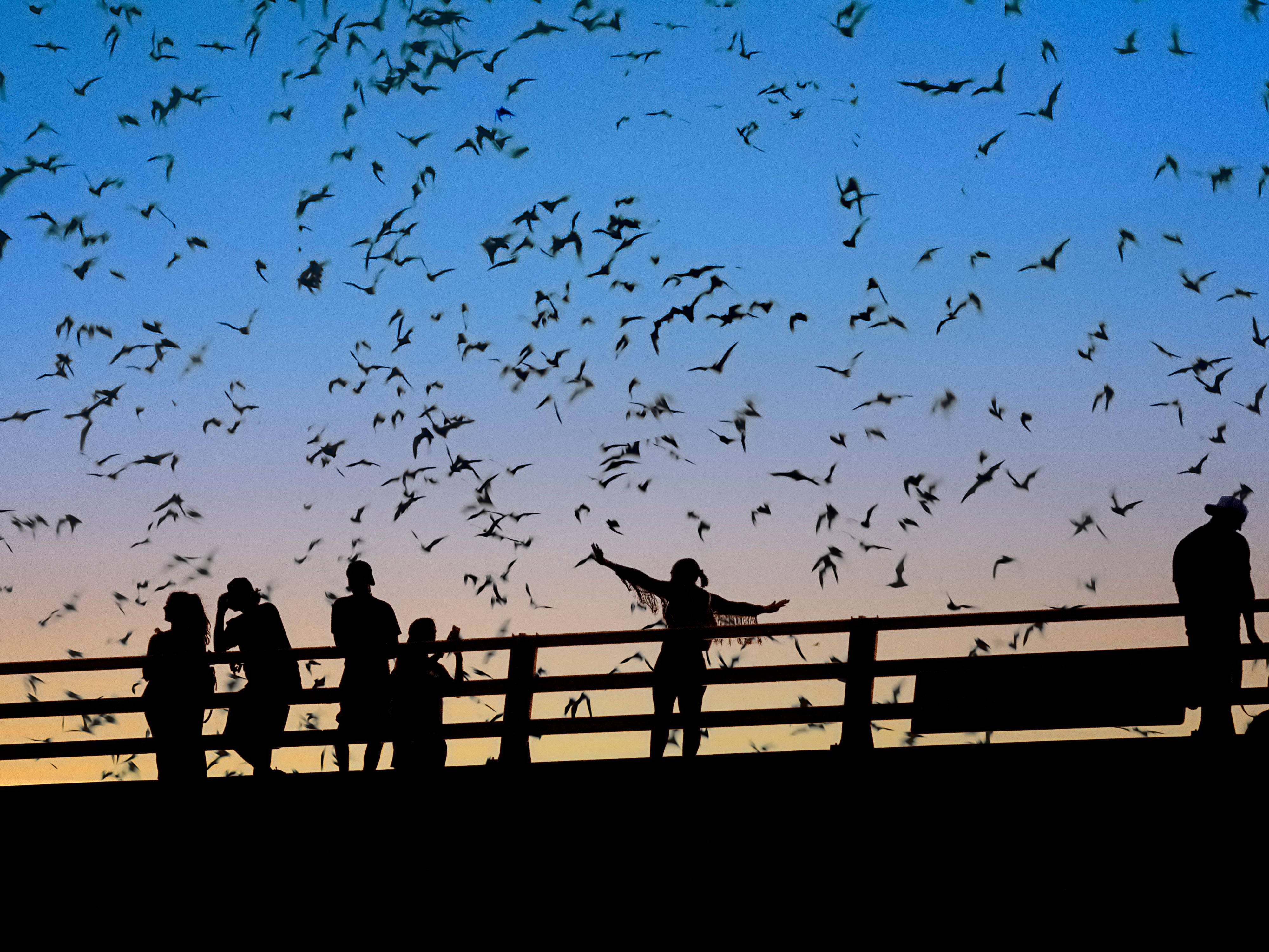 At dusk from March to October, over a million Mexican free-tailed bats soar from beneath the South Congress Bridge in a swirling, awe-inspiring cloud. Locals line up early with cameras, lawn chairs, and cocktails in hand. 