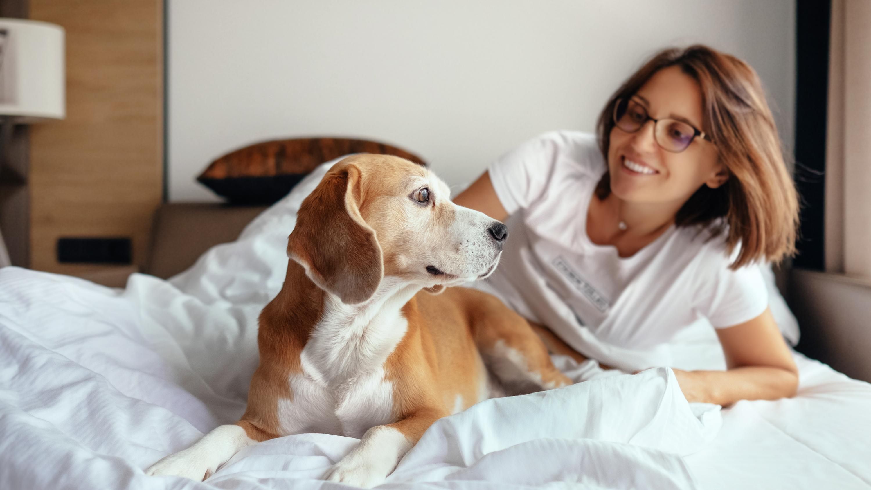 Dog and guest on hotel bed