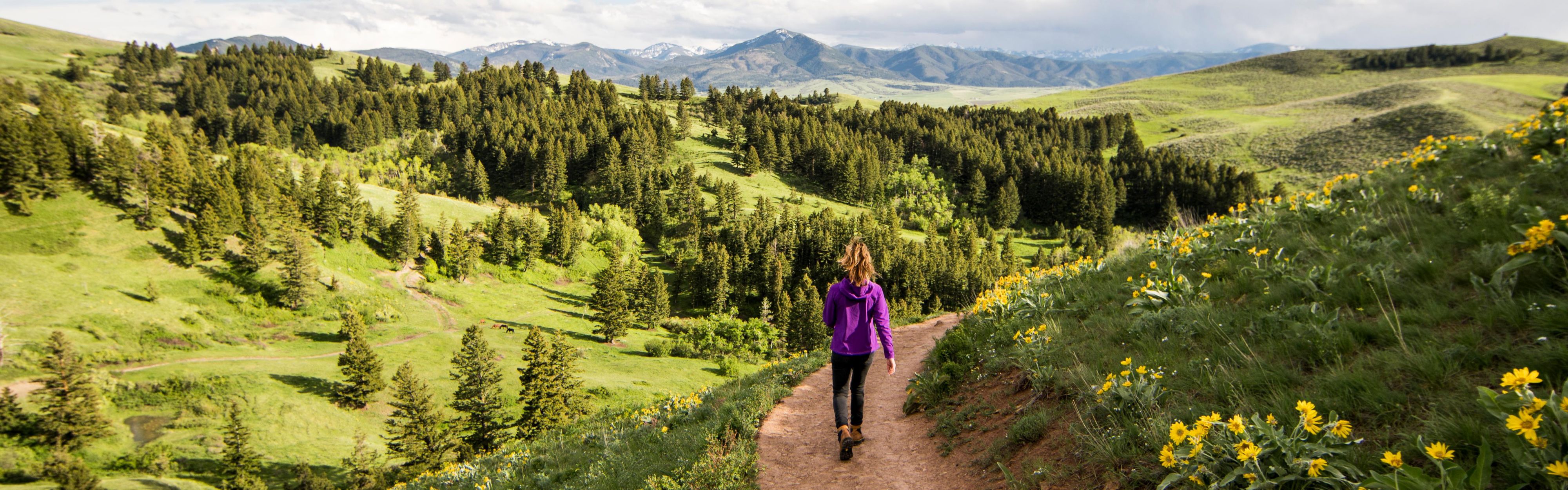 Rolling hills and forest in Bozeman