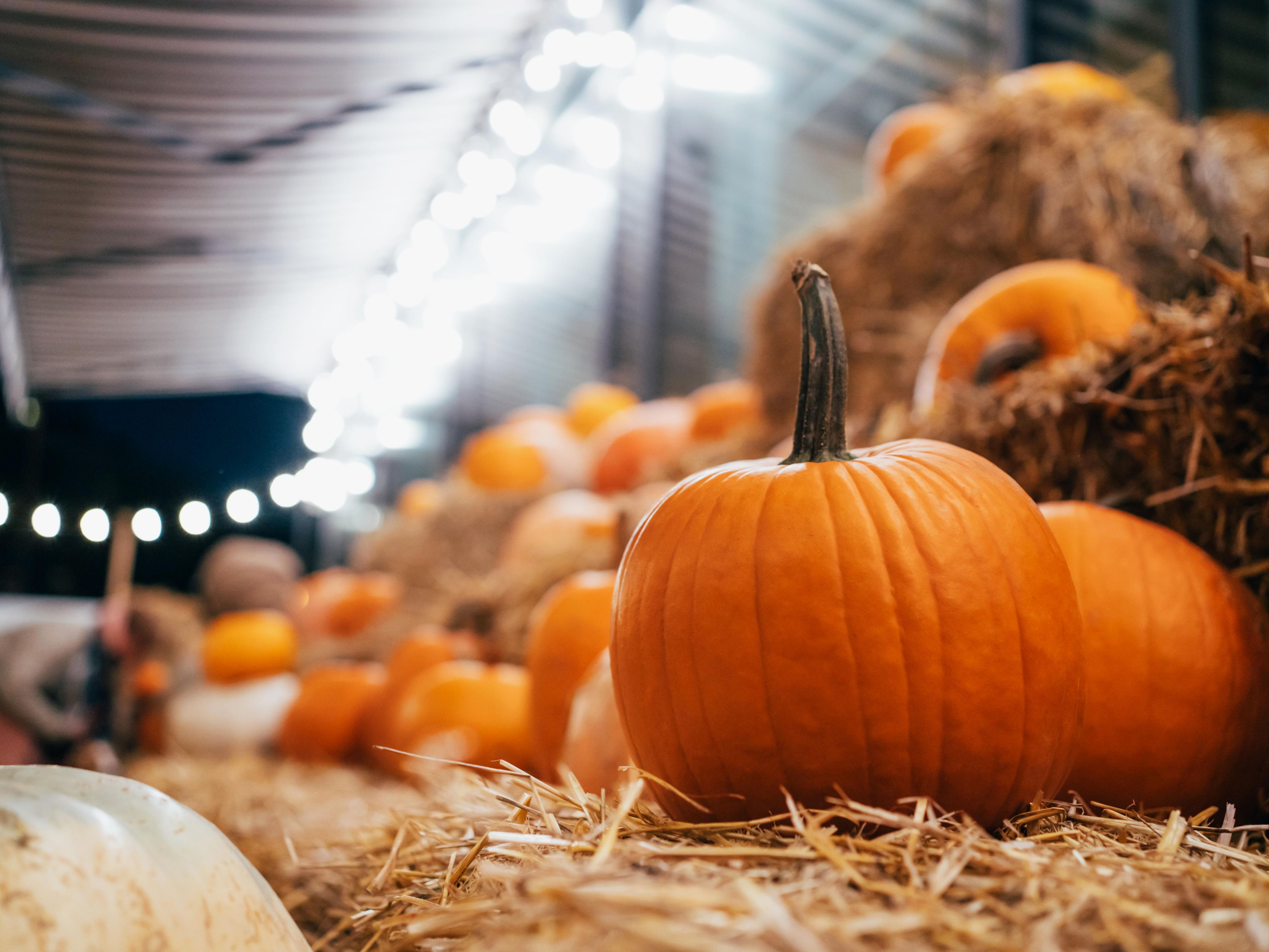 Stay at our Englewood Colorado hotel for fall outdoor fun and urban ease. With cooler weather, there are lots of outdoor concerts, art walks, markets, and activities. From fly fishing to ziplining, the Mile High City offers adventure, wellness, and vibrant dining. 