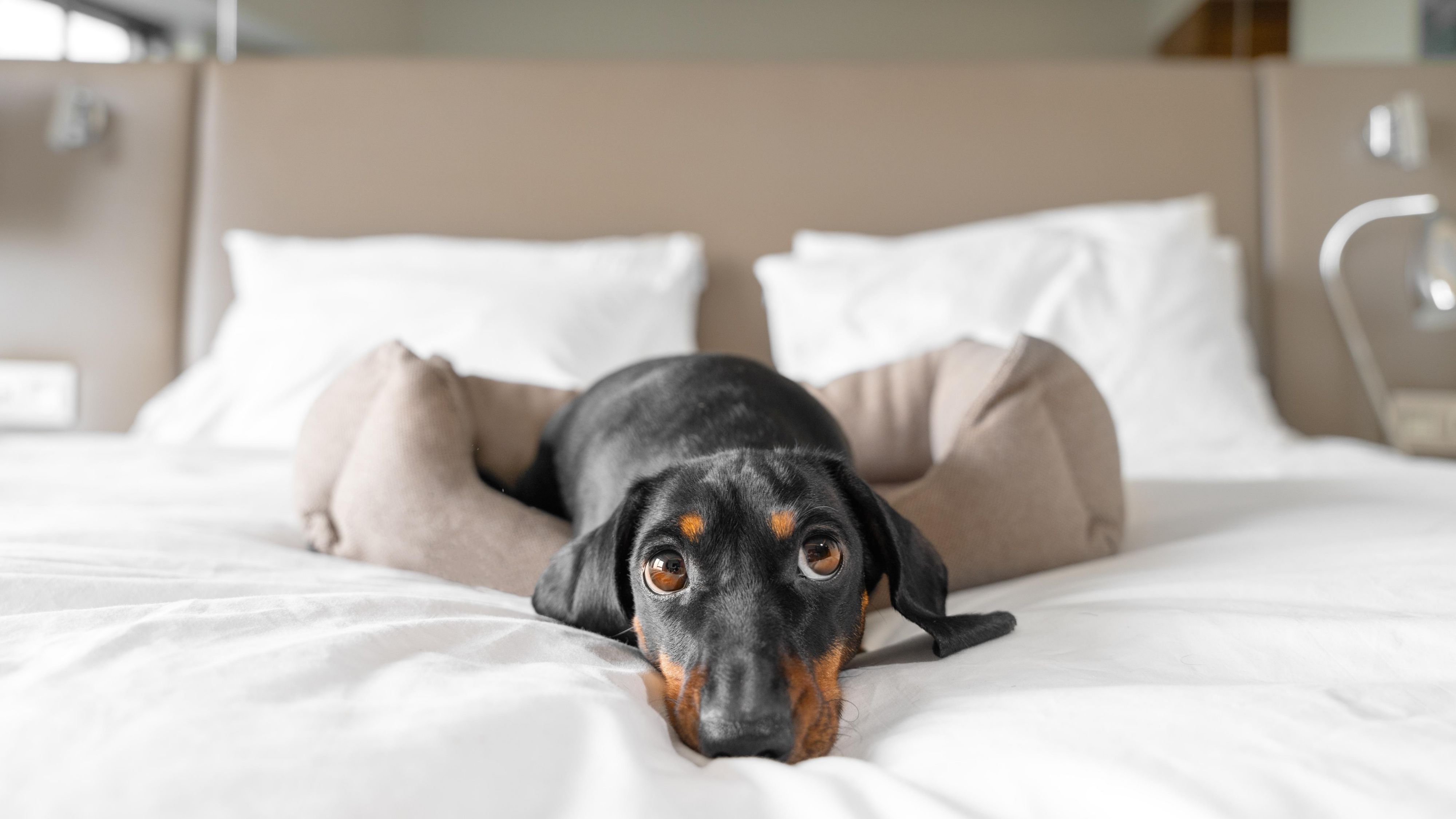 Dachsund sleeping on a bed