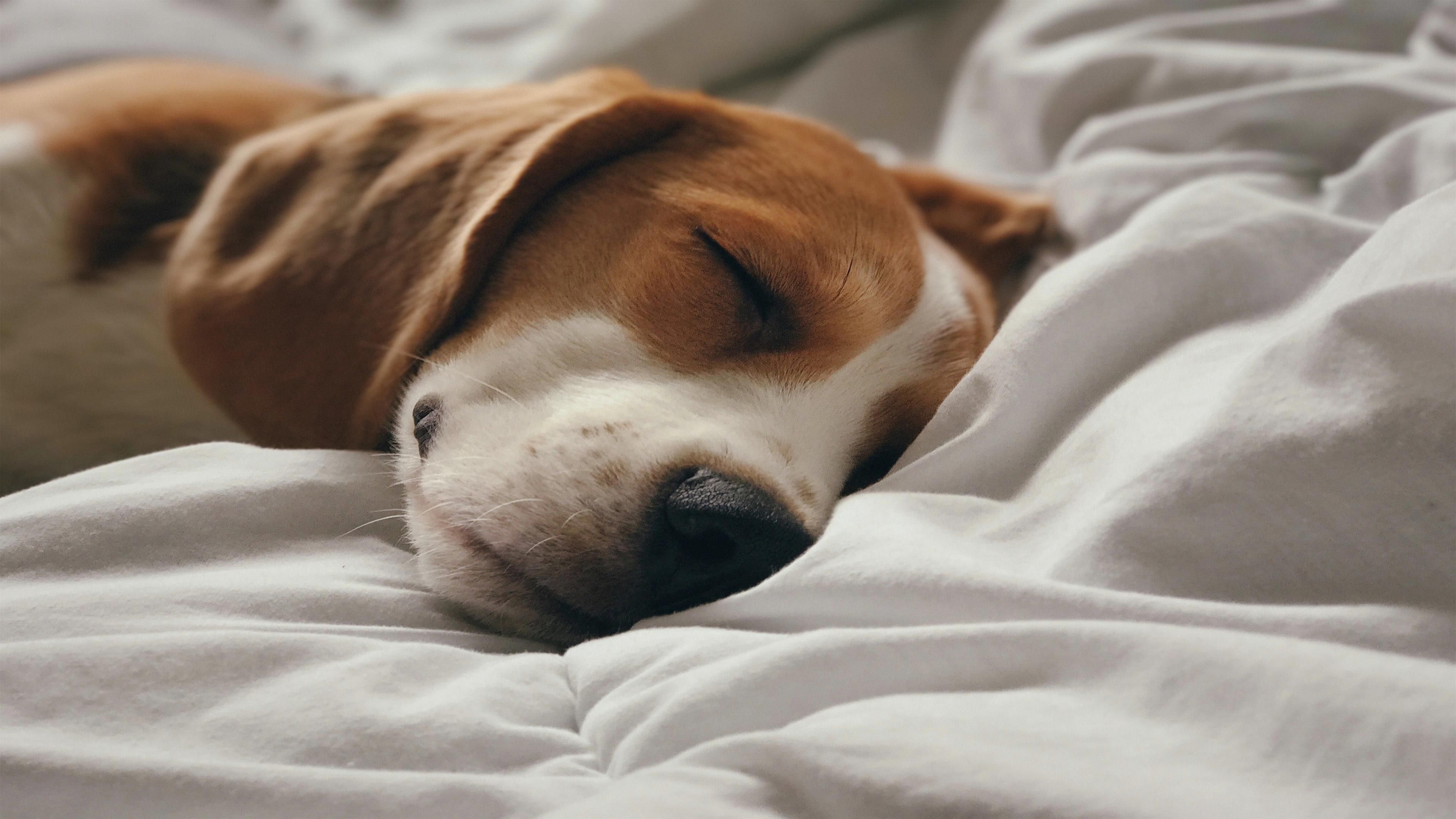 Beagle sleeping on a bed