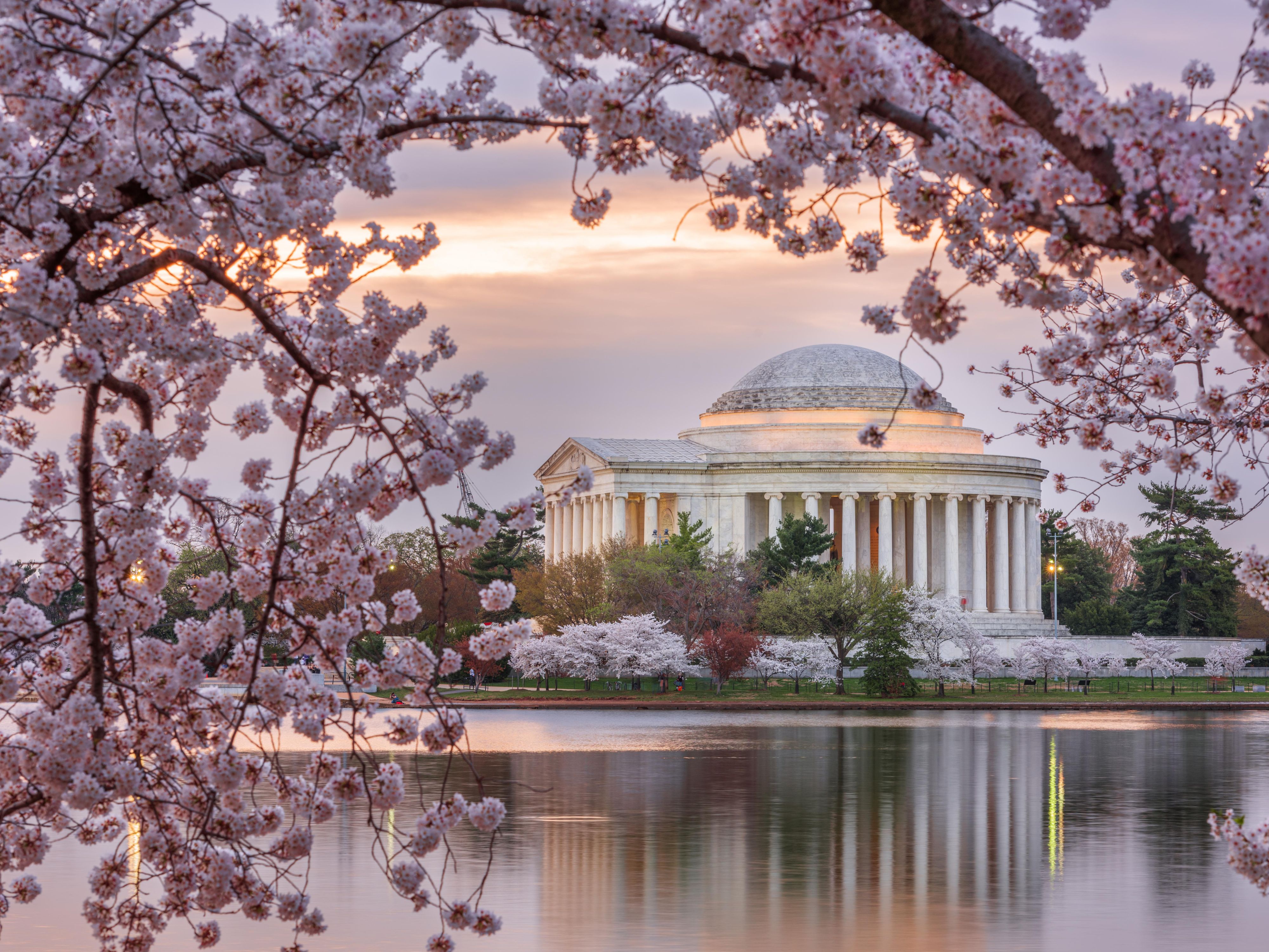 Each spring, Washington, D.C. comes alive during the National Cherry Blossom Festival, when thousands of cherry trees bloom around the Tidal Basin and throughout the city. Staying in Rockville offers a relaxed home base with easy access to downtown D.C., making it simple to enjoy parades, cultural events, and iconic springtime views.