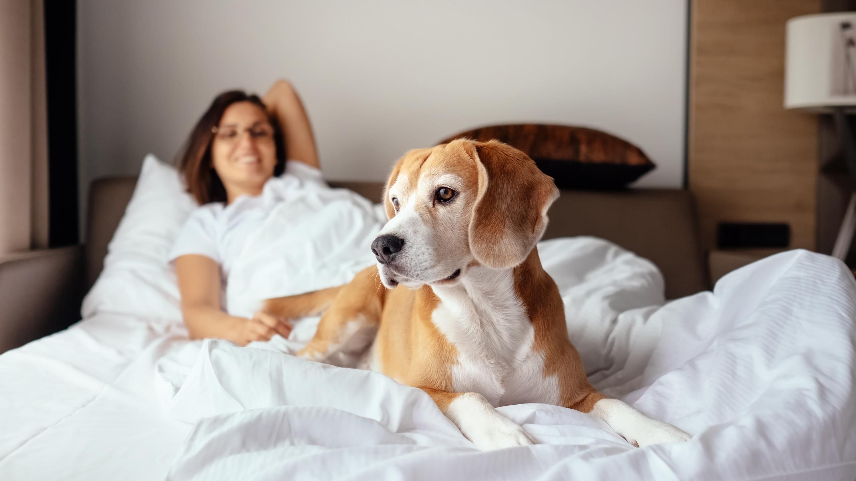 Dog on the bed with a guest