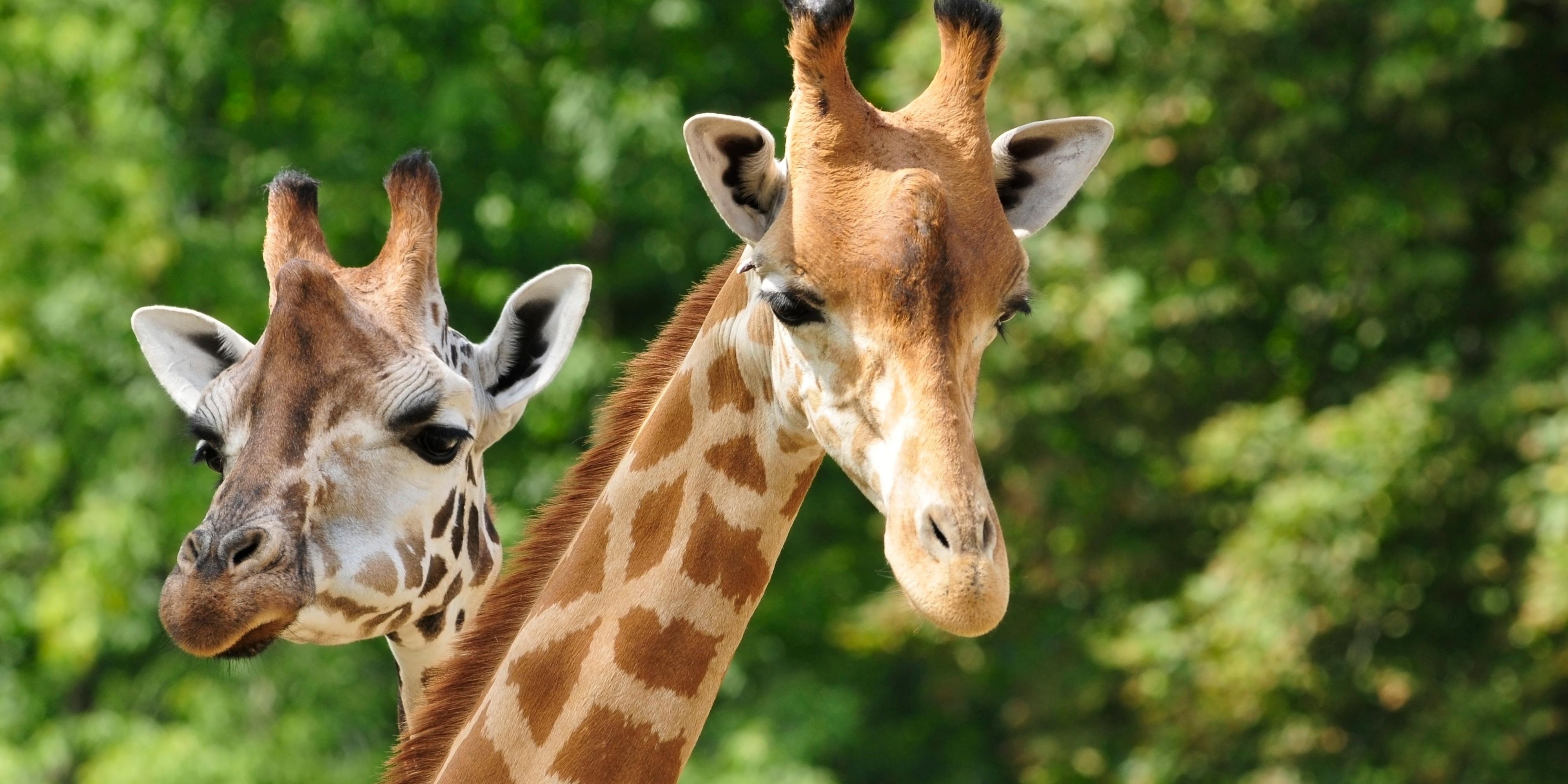 giraffes at zoo