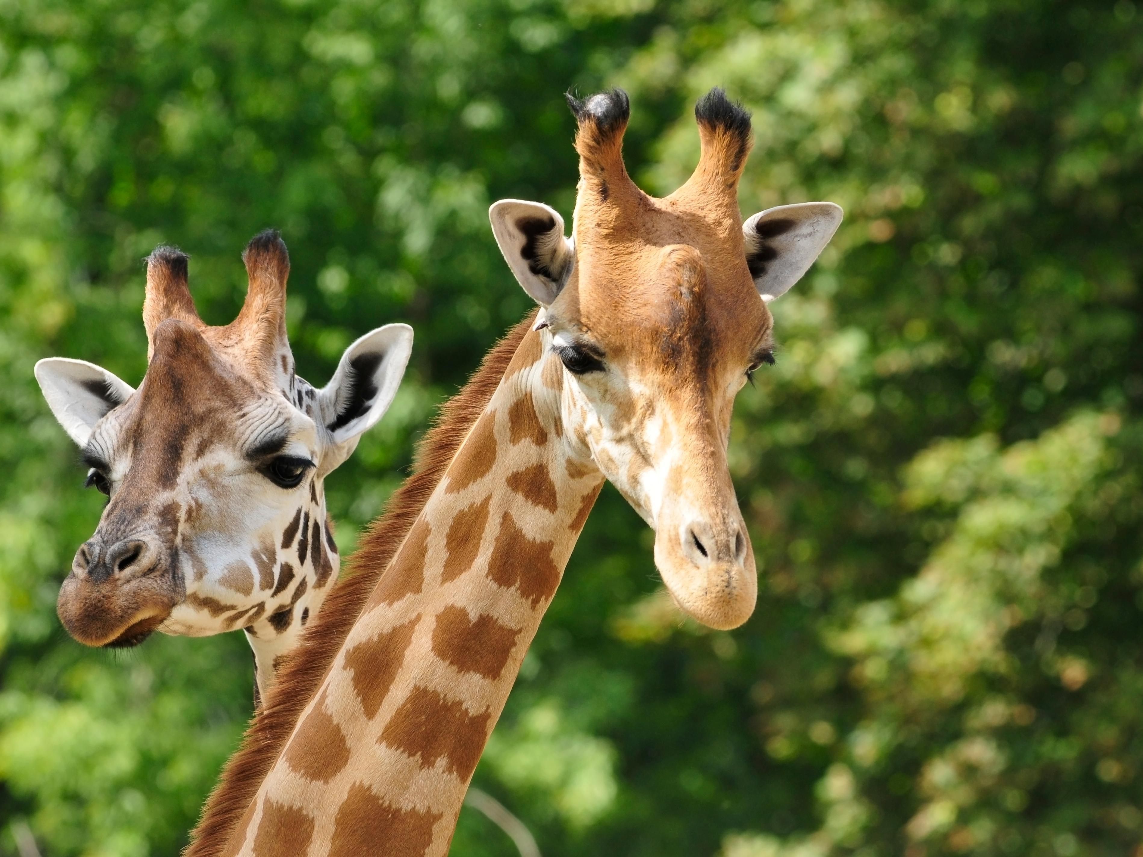 Just a short drive from our hotel is the Brookfield Zoo, a cherished destination for wildlife enthusiasts and families alike. From majestic lions to playful dolphins, visitors will embark on a journey through diverse habitats and lush landscapes that are sure to inspire wonder and a deeper appreciation for the natural world. 

