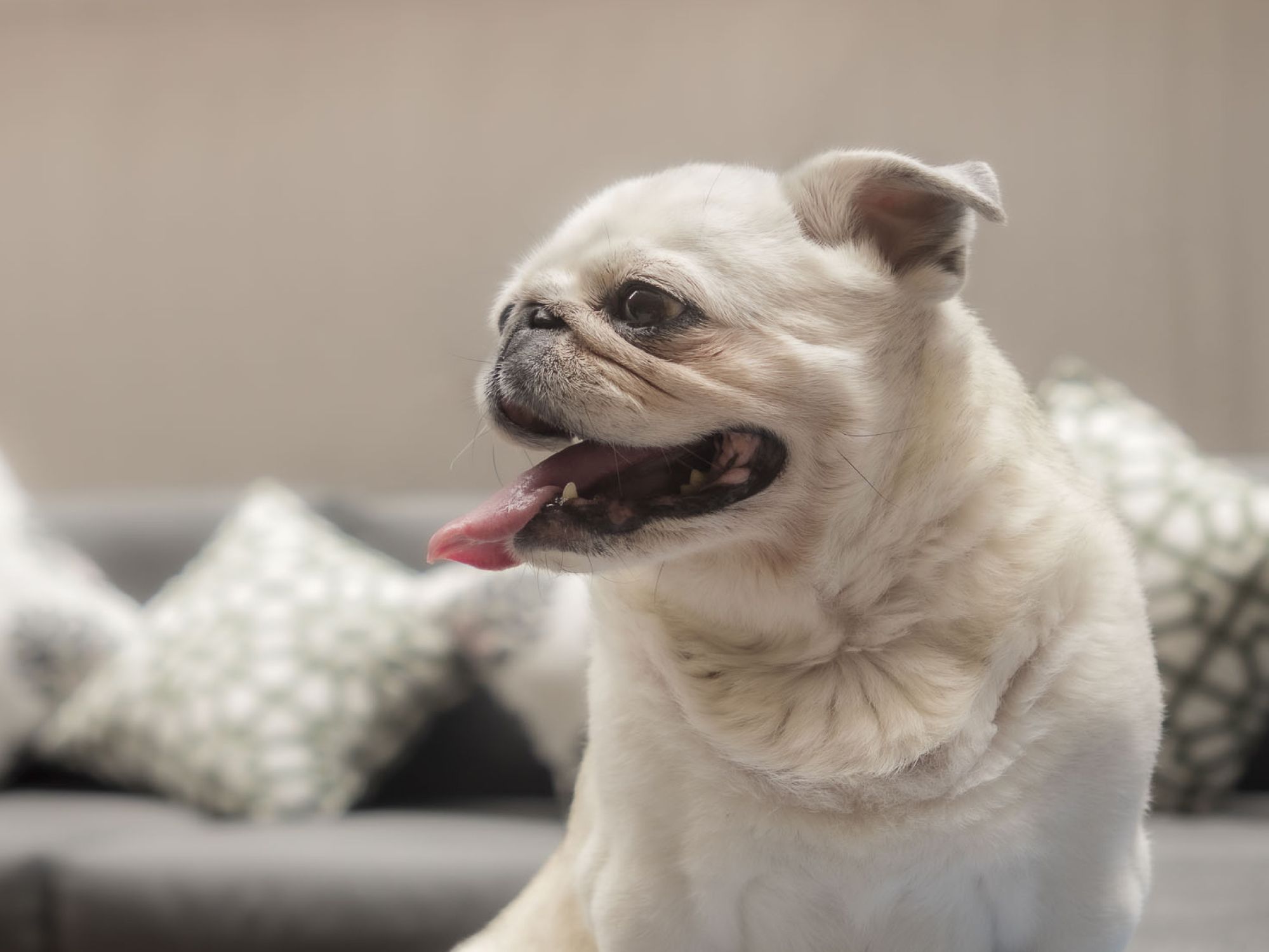 Petfriendly Hotels Atlanta GA EVEN Hotel Atlanta Cobb Galleria