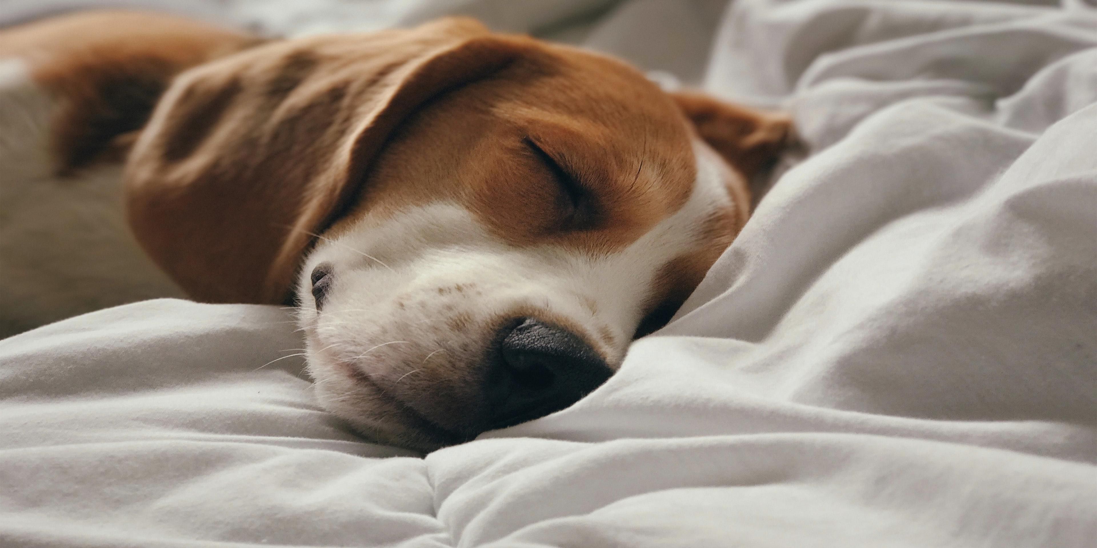 Sleeping beagle