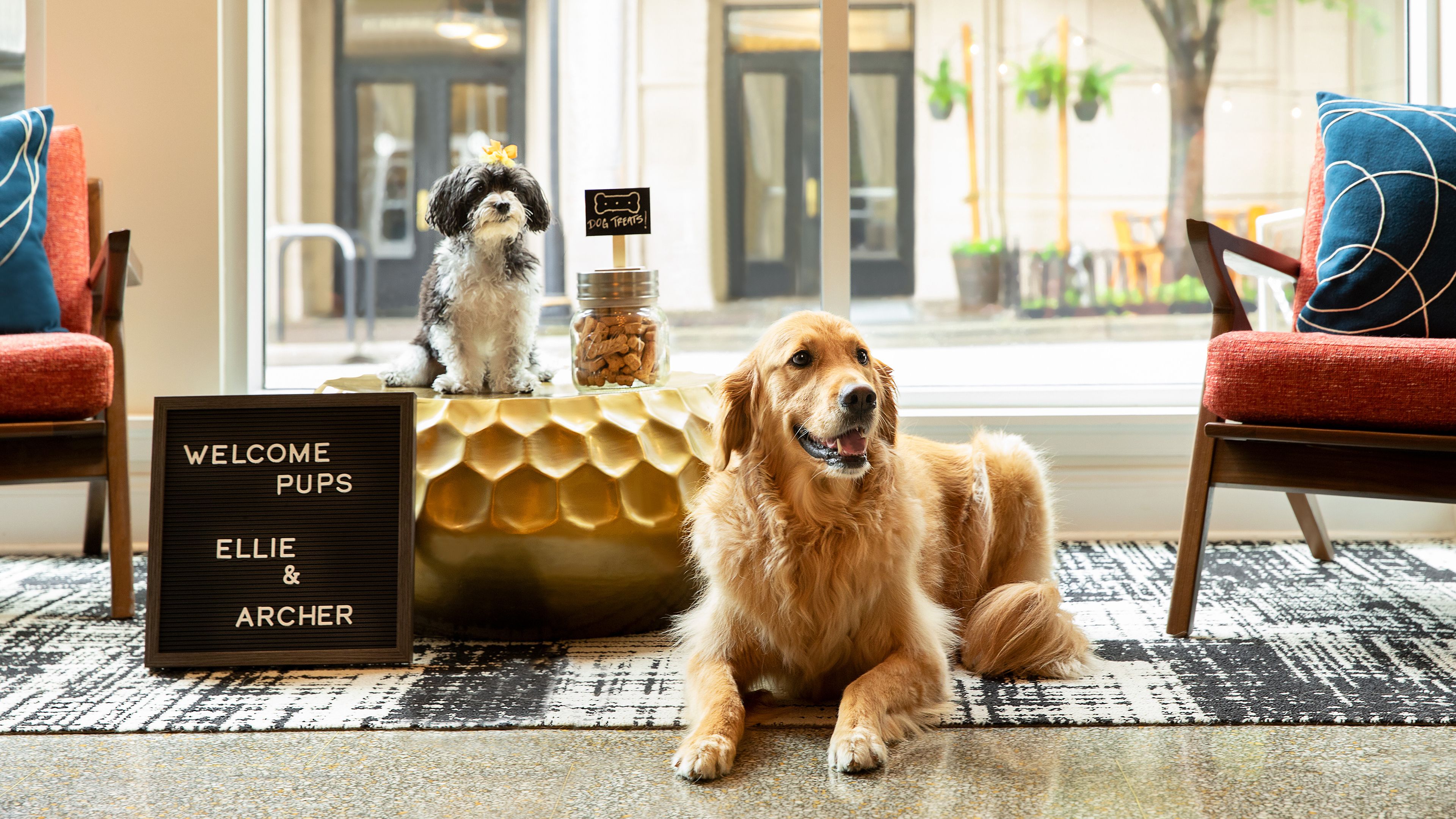 Best dog and pet-friendly hotels in UK