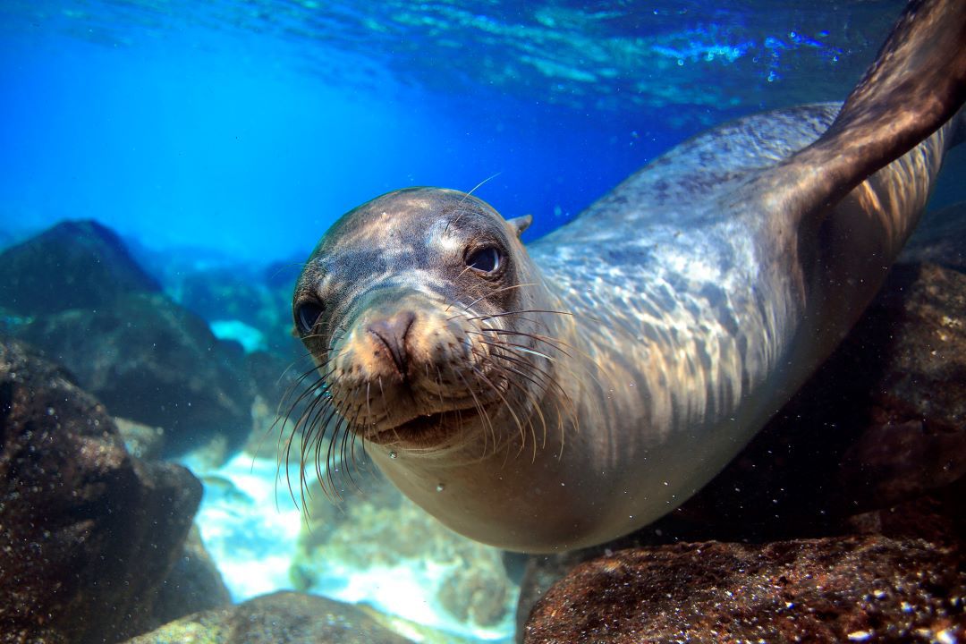 Seal playfully swimming 