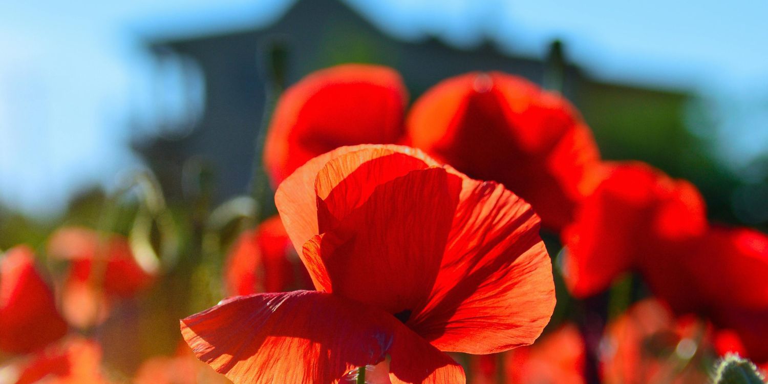 Torre Abbey poppy flowers