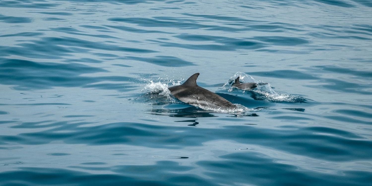 Torquay Watersports - dolphins