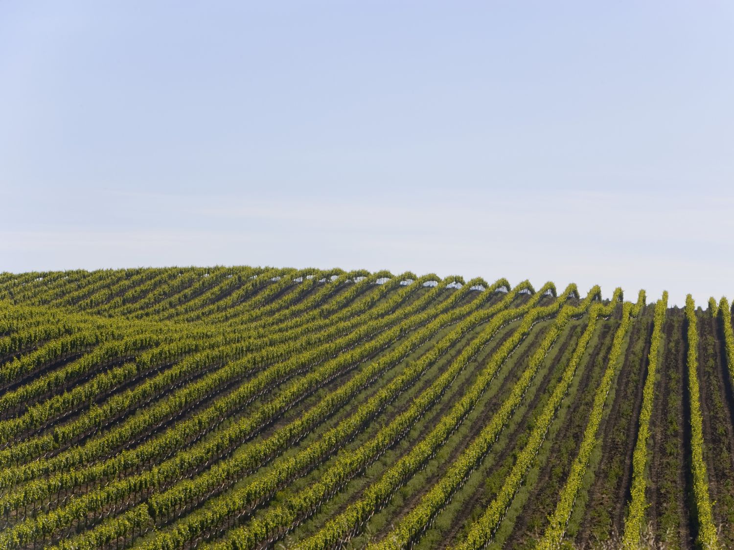 large vineyard in the summer