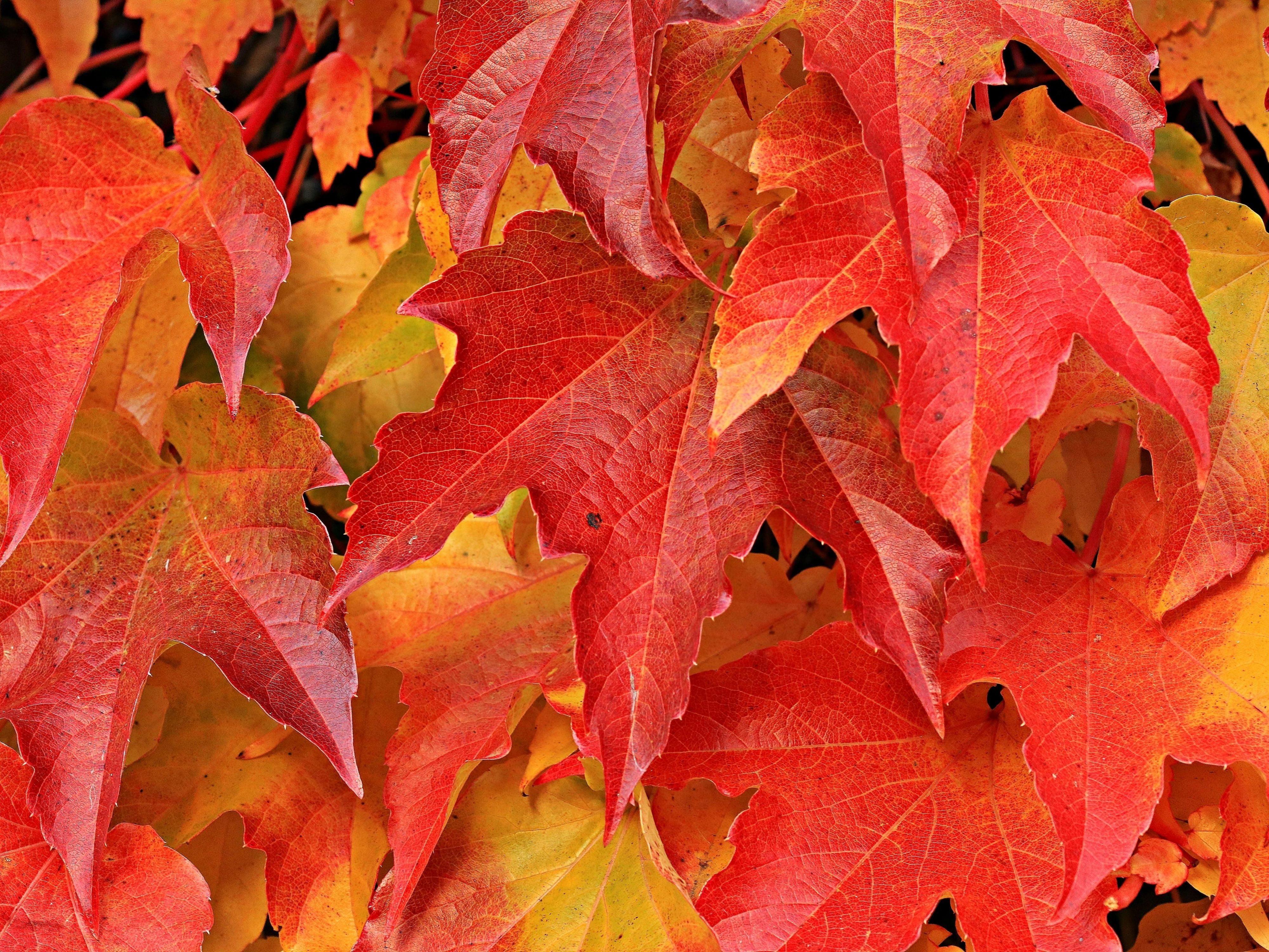 Vom 13. bis 19. Oktober verwandelt sich die Aschaffenburger Innenstadt in eine herbstliche Flaniermeile. Freuen Sie sich auf viele Mitmachaktionen, kulturelle Highlights und abwechslungsreiche Unterhaltung – ein bunter Herbstspaß für alle.