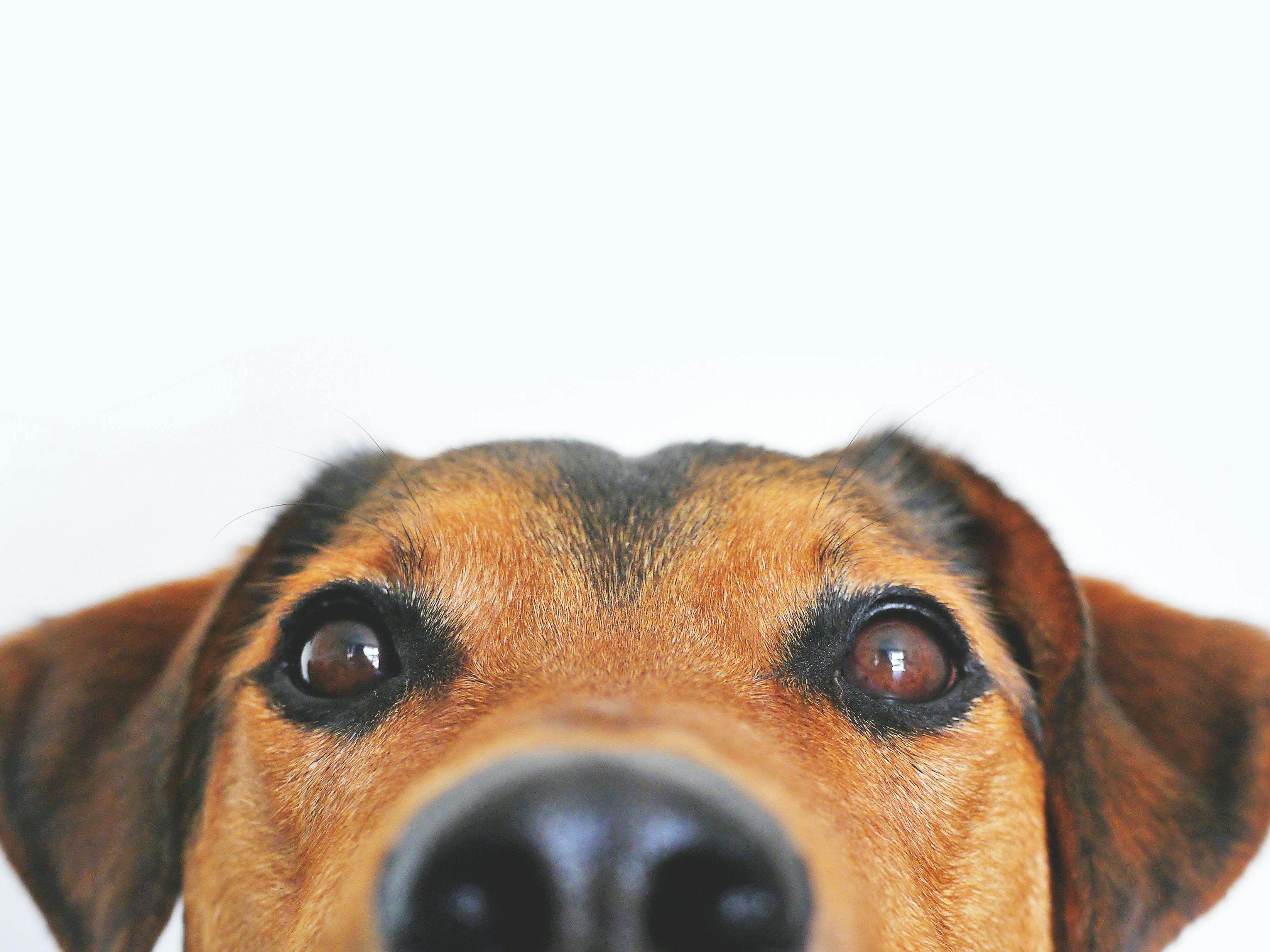 Your pet is very welcome in our hotel! For just €25 per night, your pet can accompany you on your trip. Enjoy a relaxing stay together - we look forward to welcoming you and your pet!