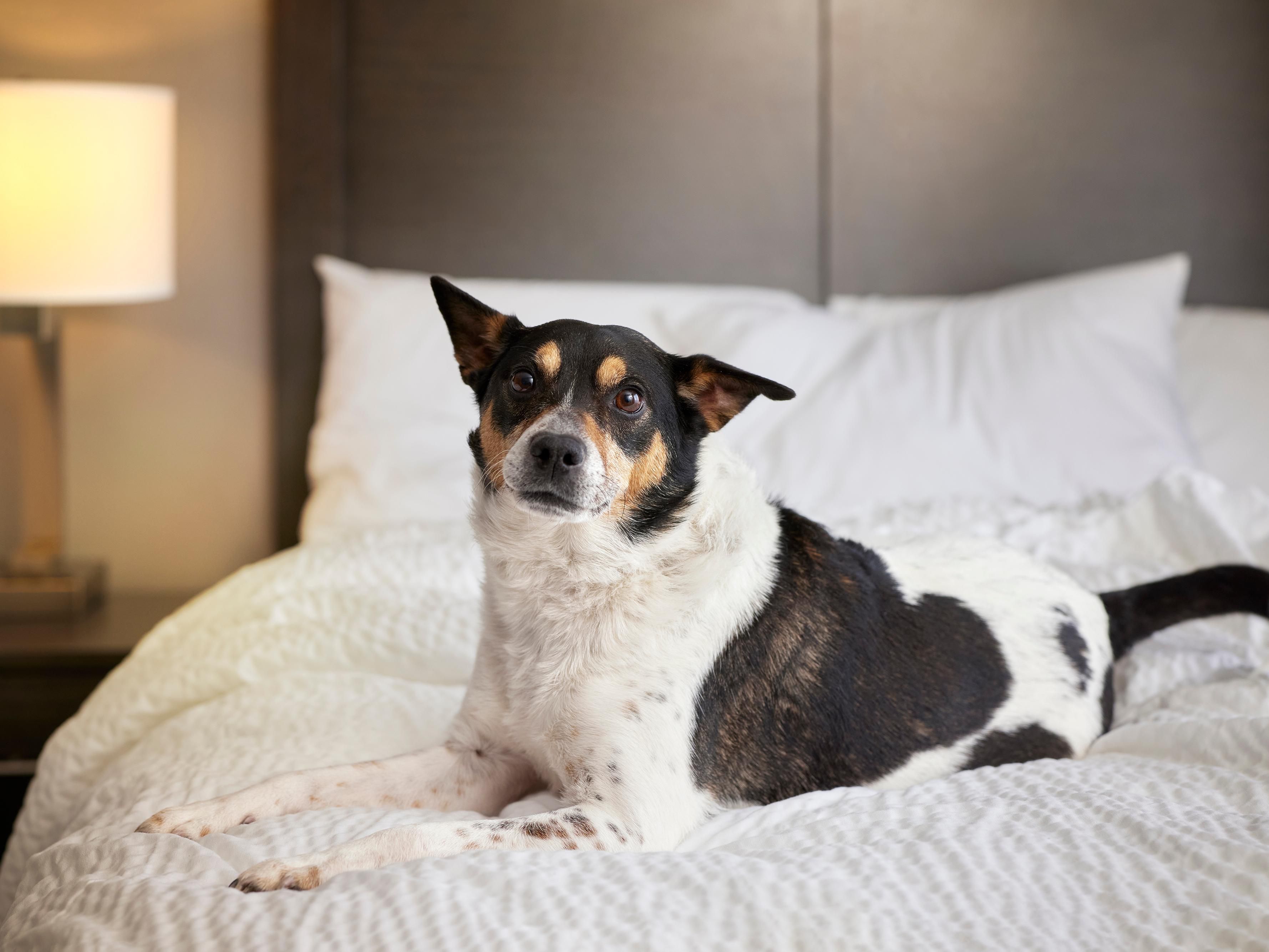 We love to welcome your furry friends. At our pet-friendly hotel, we offer welcome treats, loaner items, and outdoor areas for your pets. Check-in and chill out with your best friend at Garner Evansville East. Please review our pet policy.