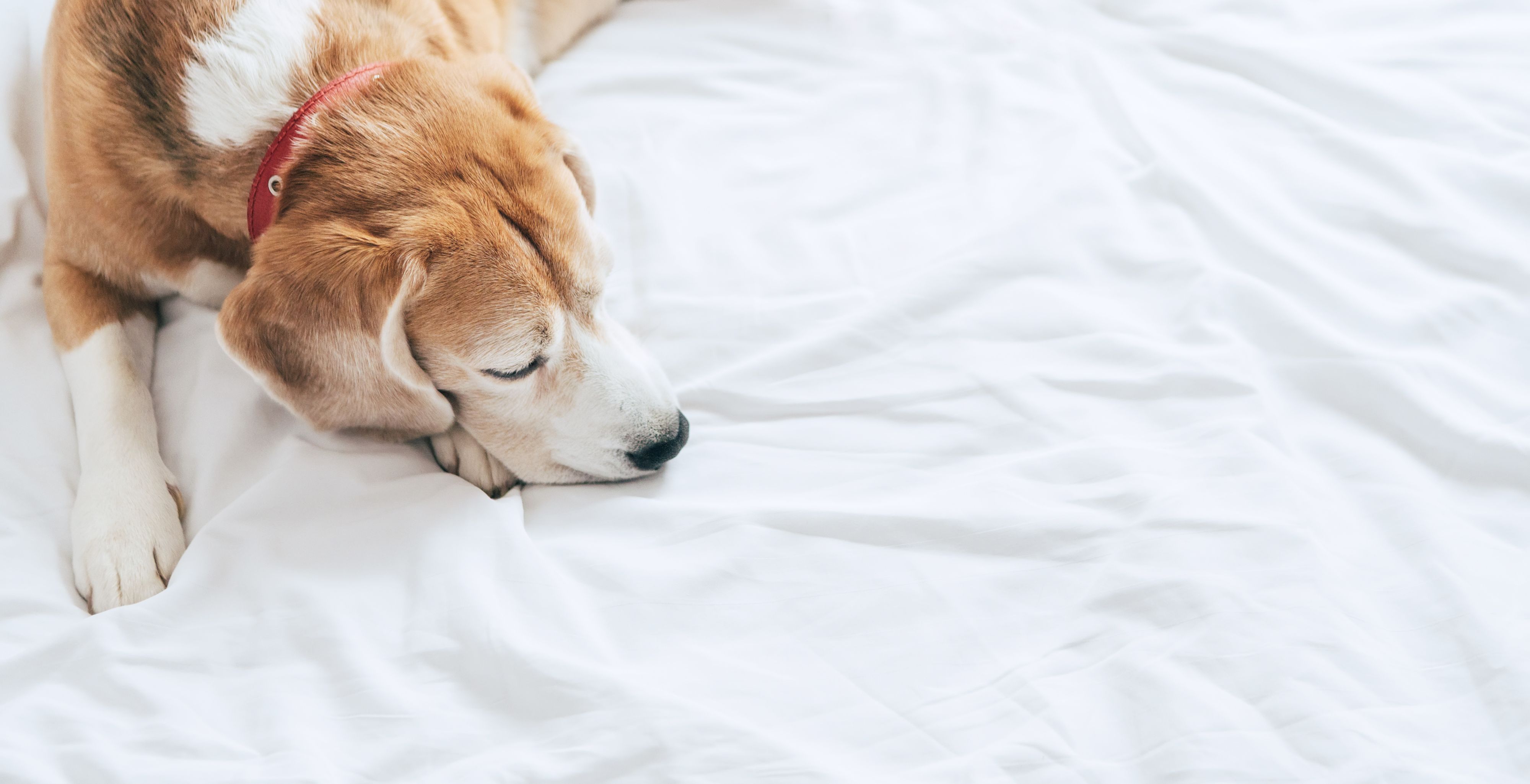 Beagle köpeği berrak beyaz çarşafın üst görünümünde uyur