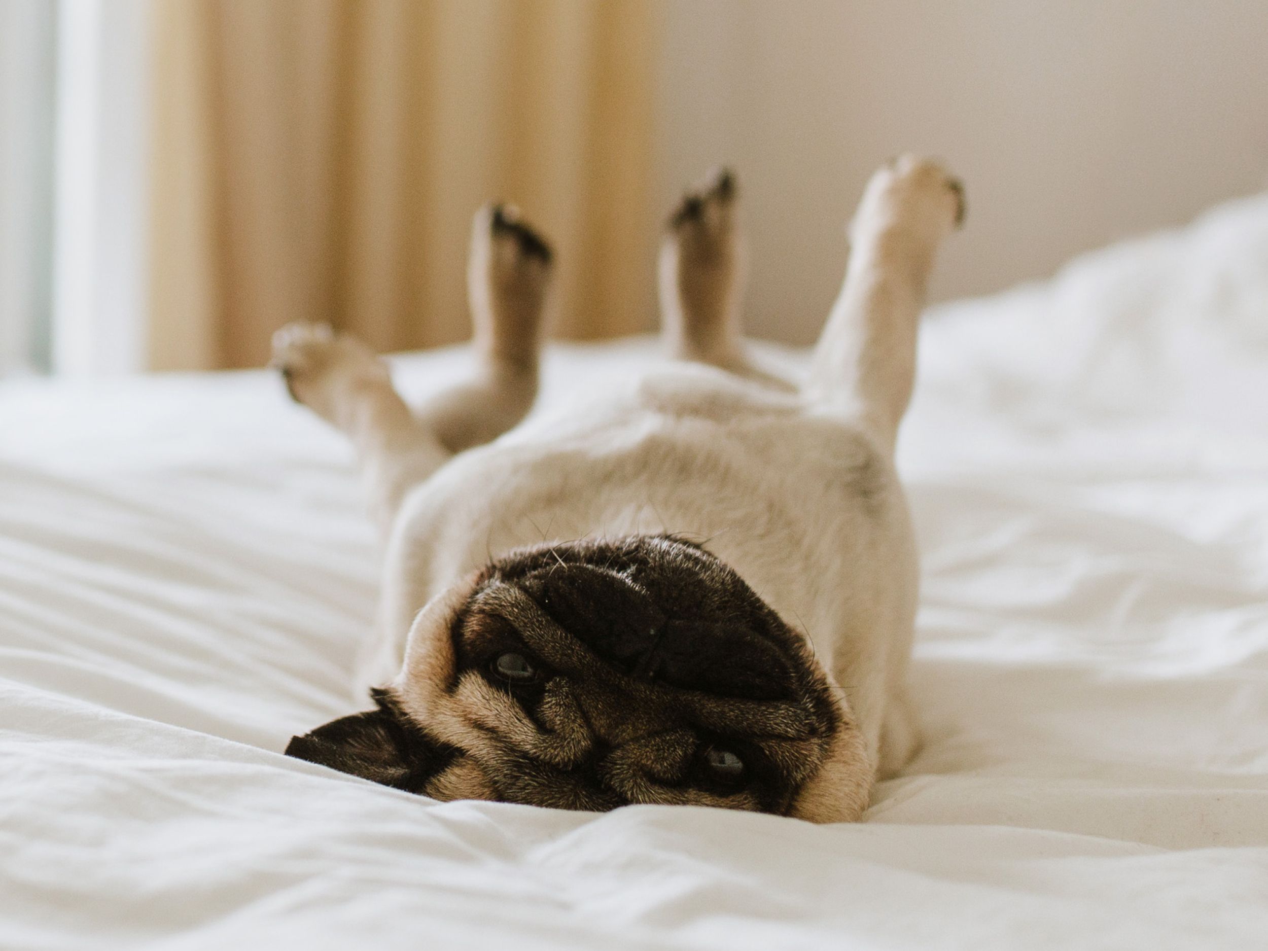 Upside down pug with legs in the air on a white hotel bed