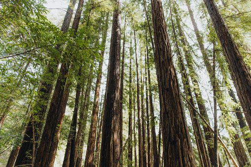 Low-angle view of tall redwood trees in the forest of Monterey county, Northern California