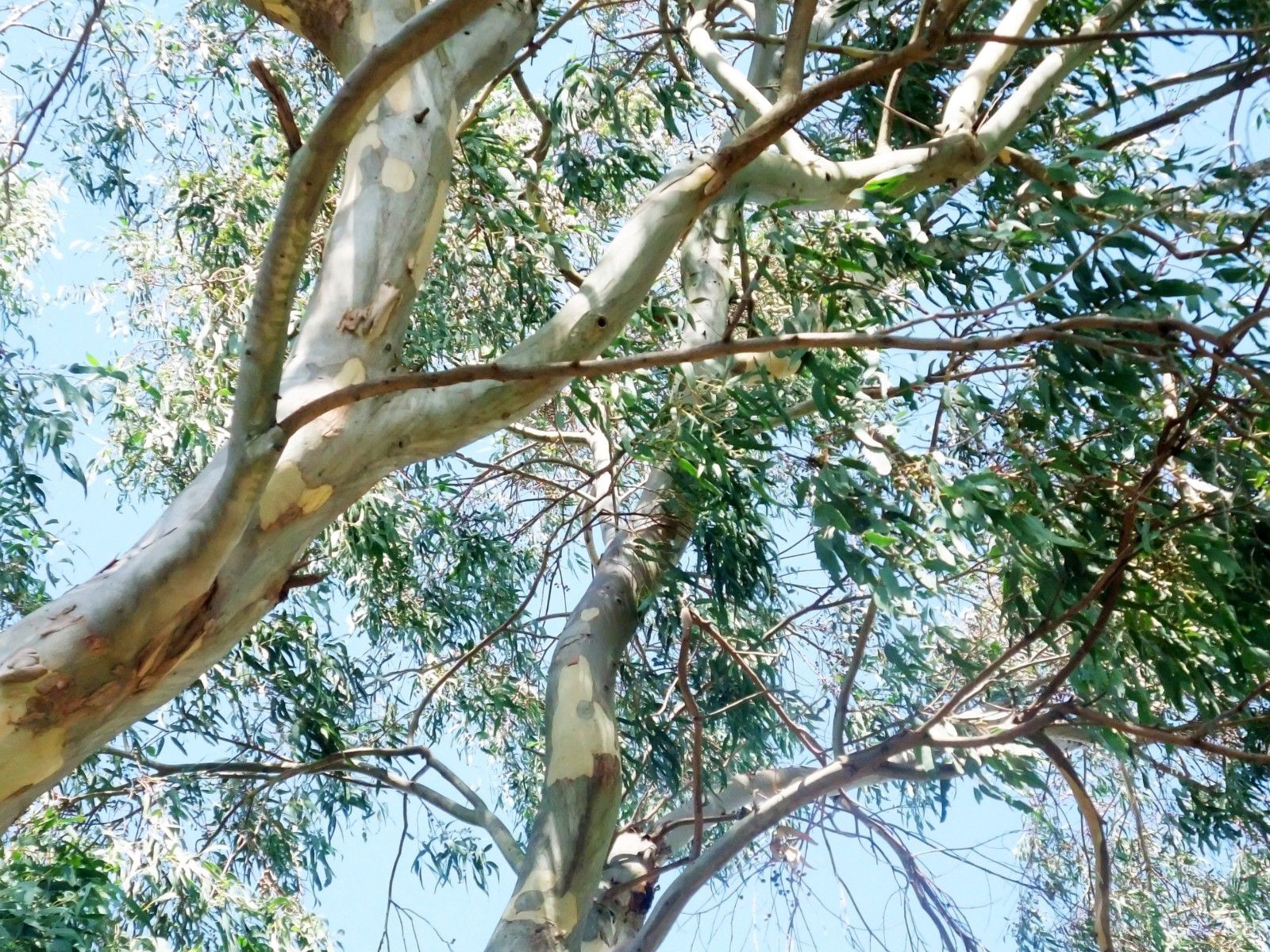 Geelong - Acknowledgement Country