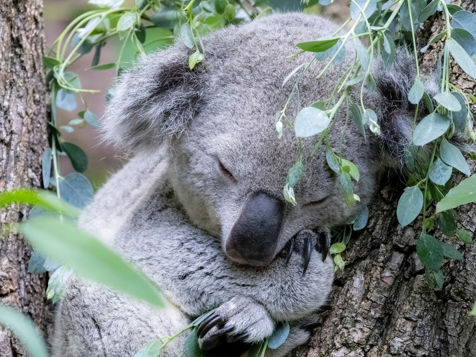 Geelong and Sustainability