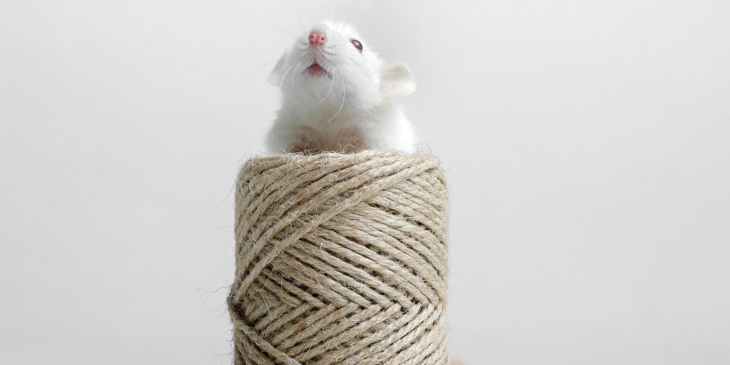 a white mouse sitting on some neautral coloured thread, symbolising Beatrix Potter book cover