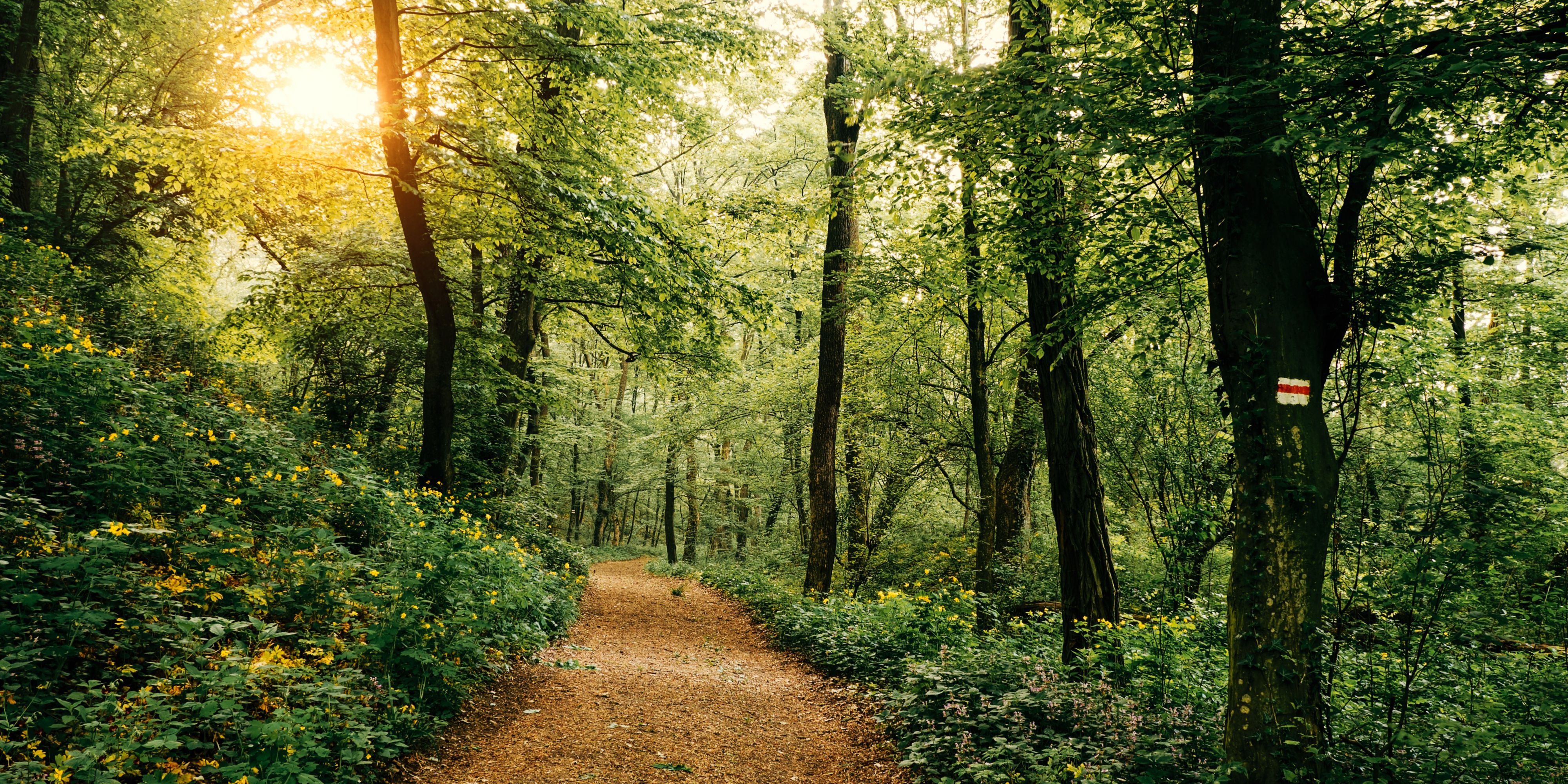forest with sunlight shining through the trees
