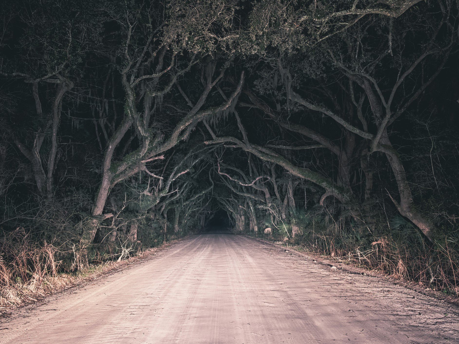 Come into the haunted forest