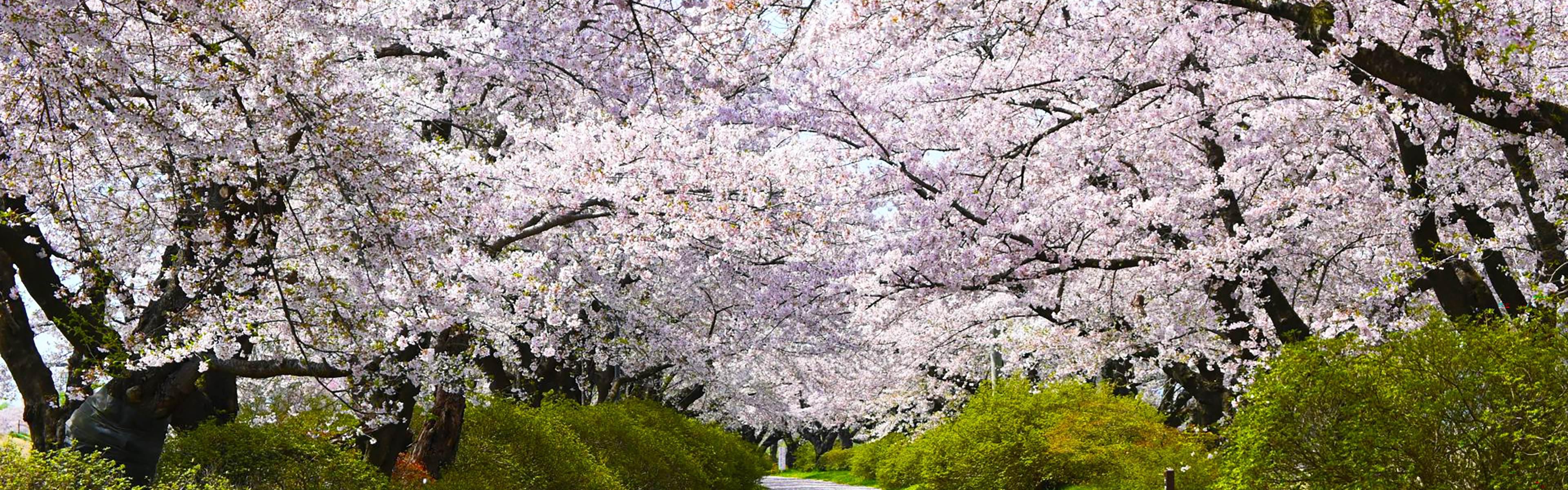 Kitakami Tenshochi Park – One of Michinoku’s Top 3 Sakura Spots